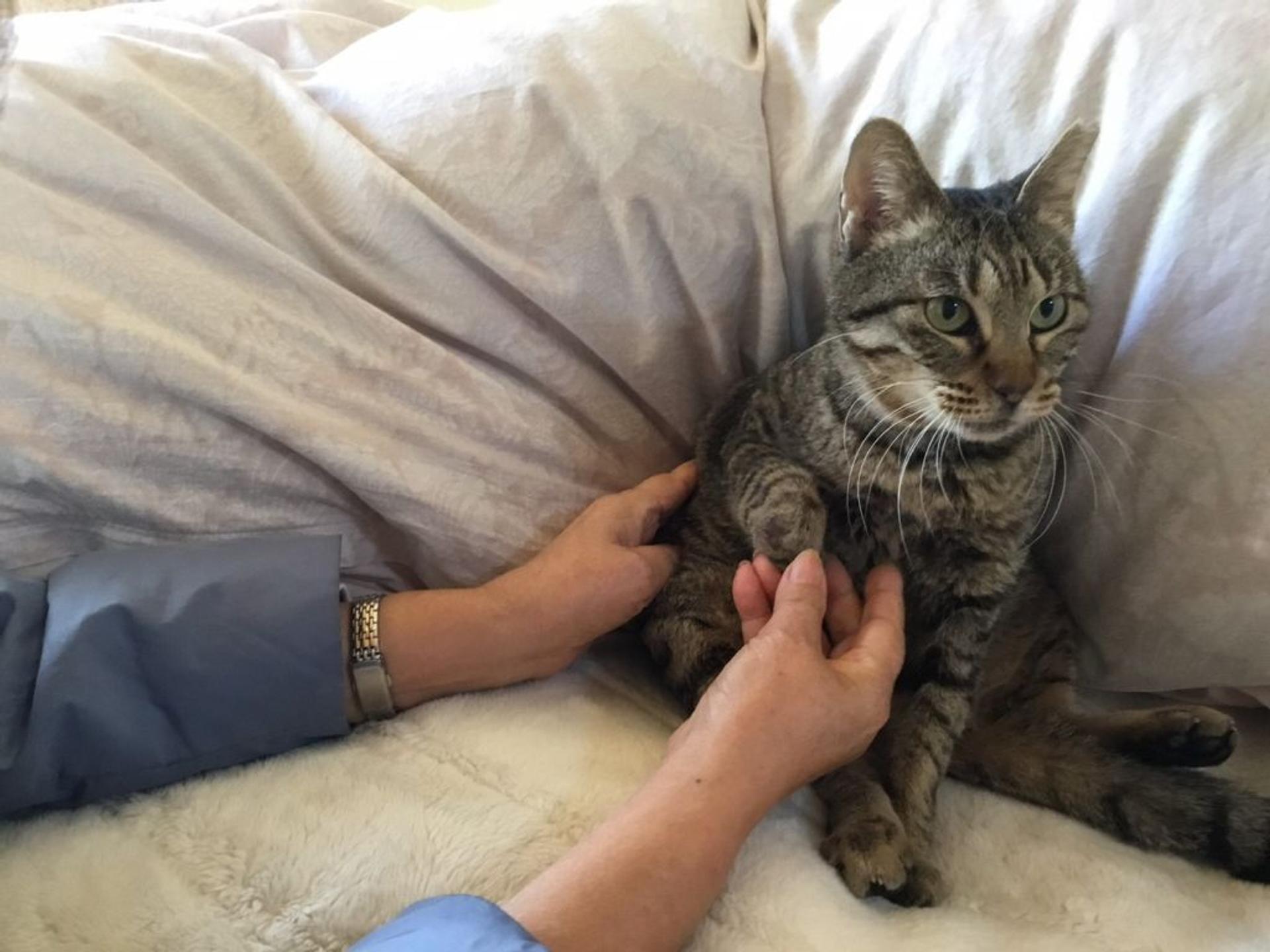 pet-image-3