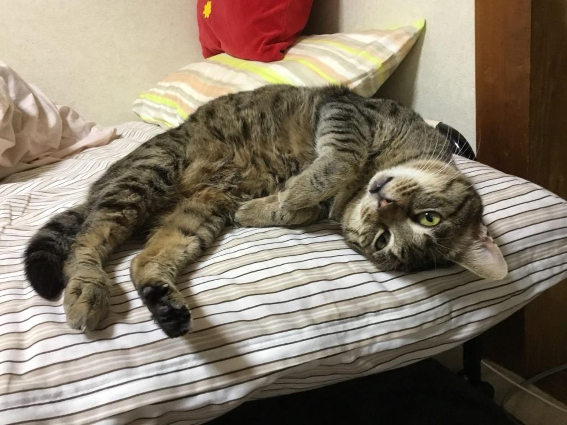 pet-image-4