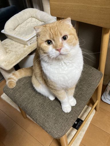 リオニー