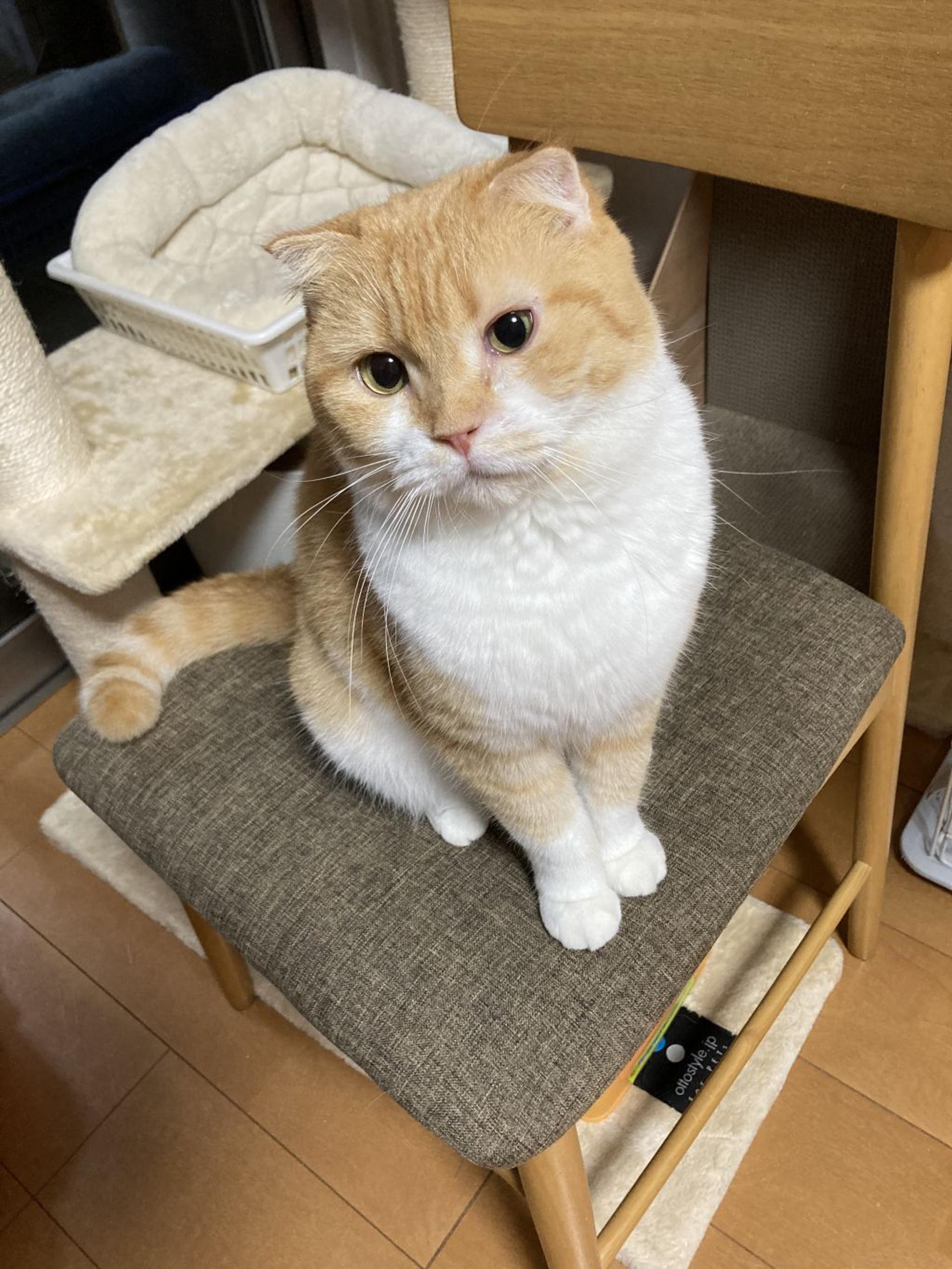 pet-image-2