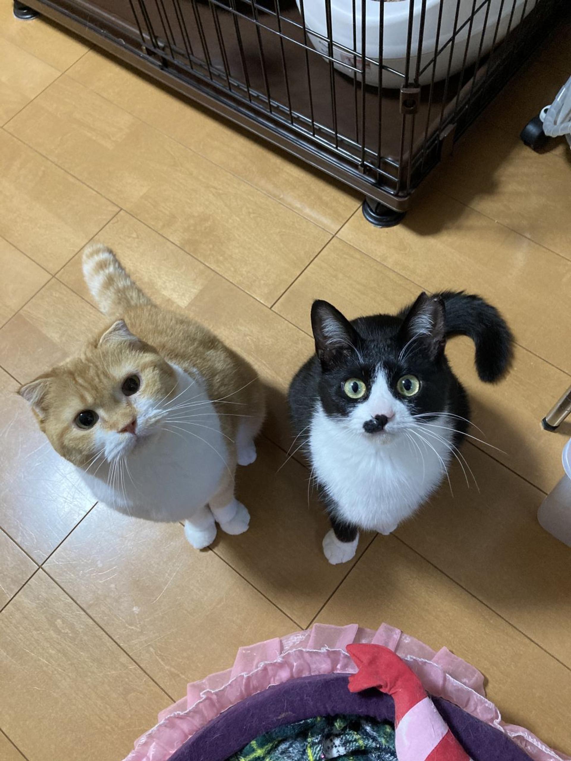 pet-image-3