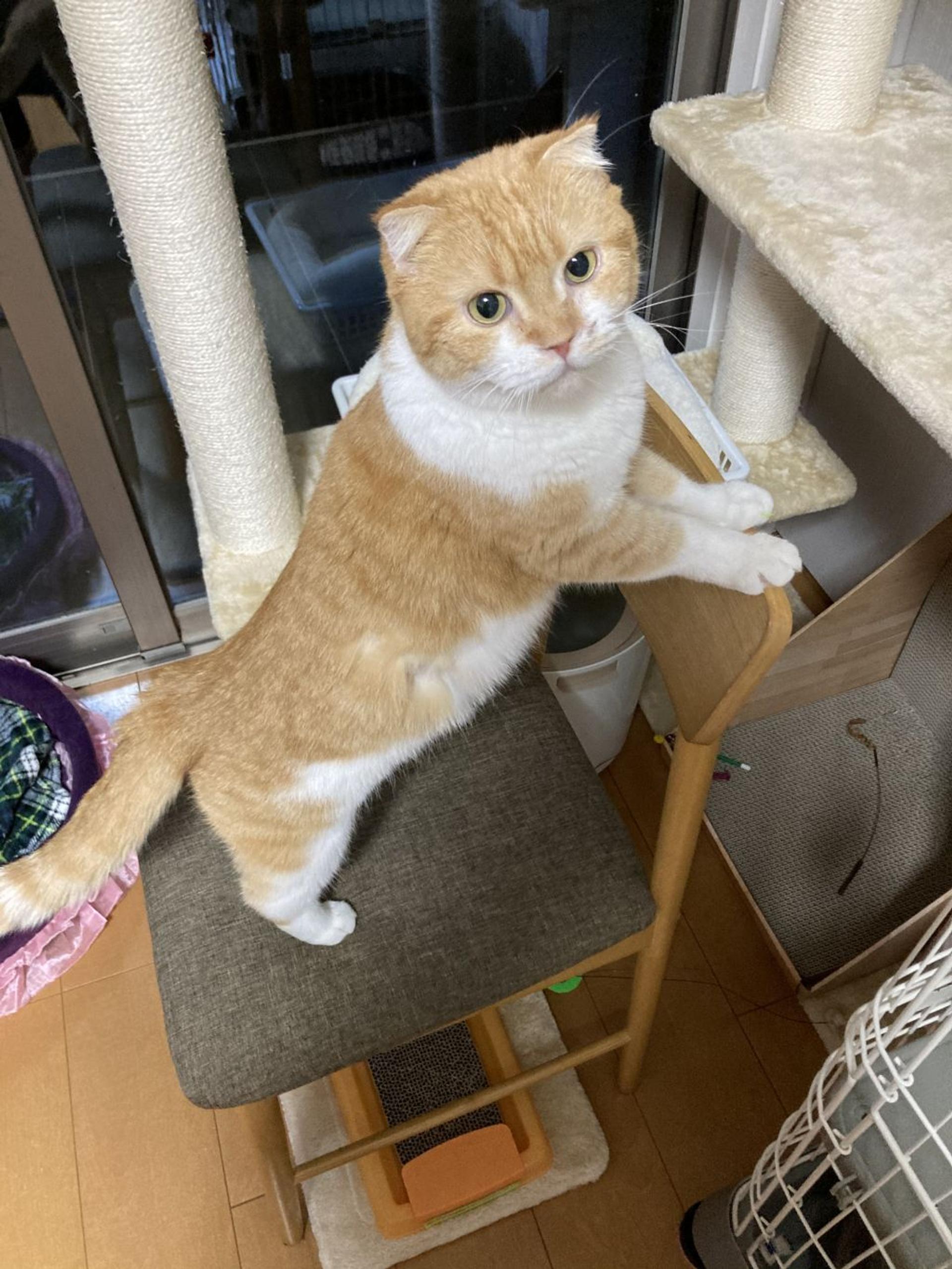 pet-image-4