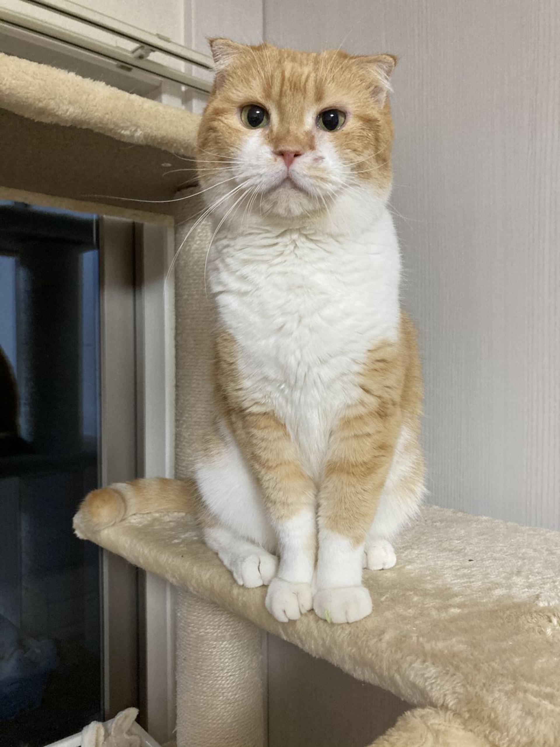 pet-image-5