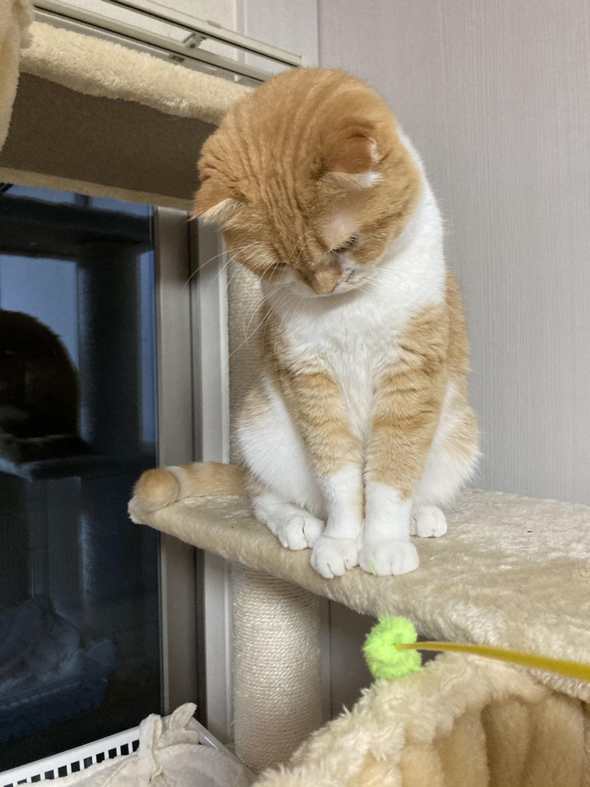 pet-image-6