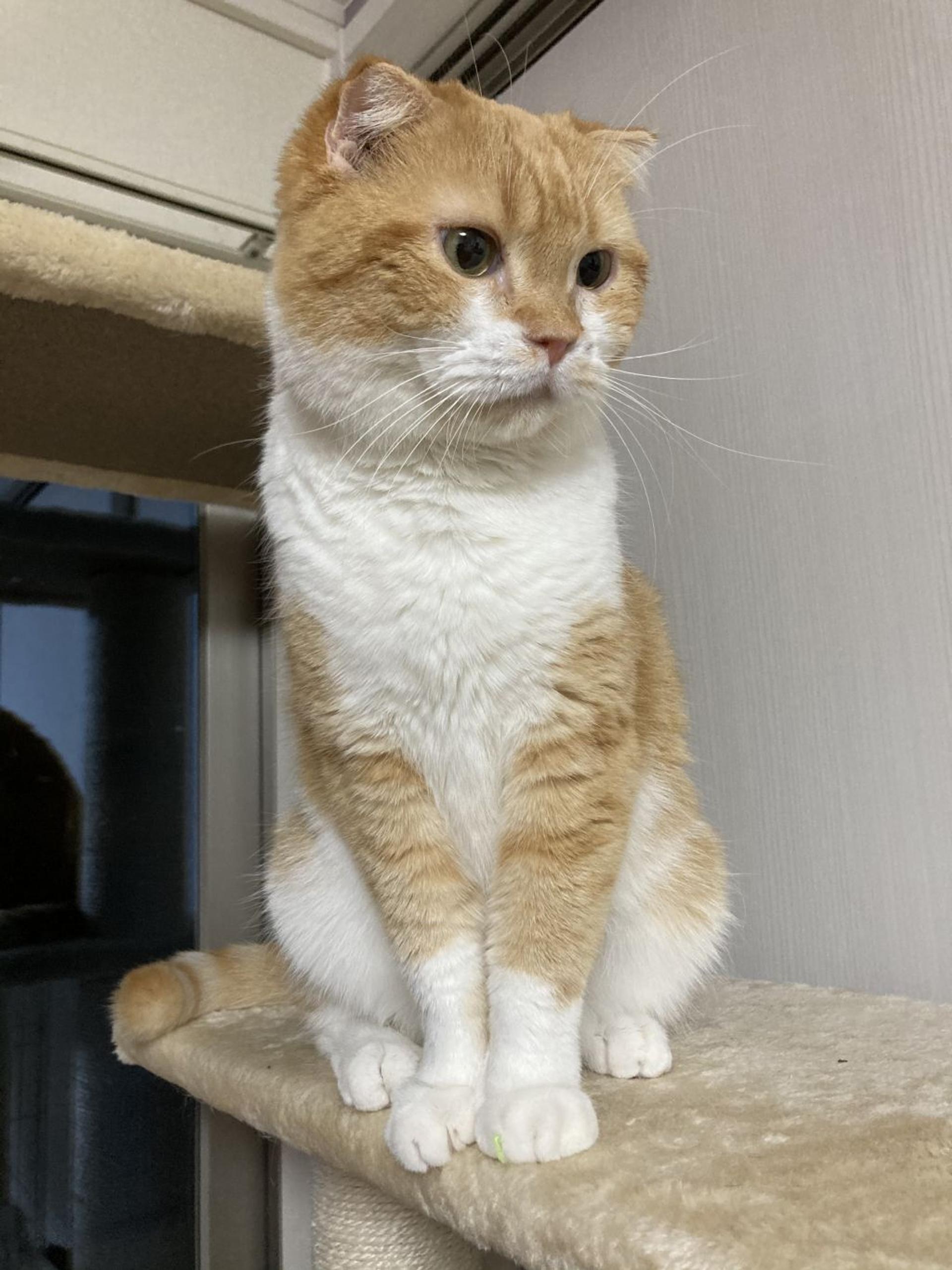 pet-image-7