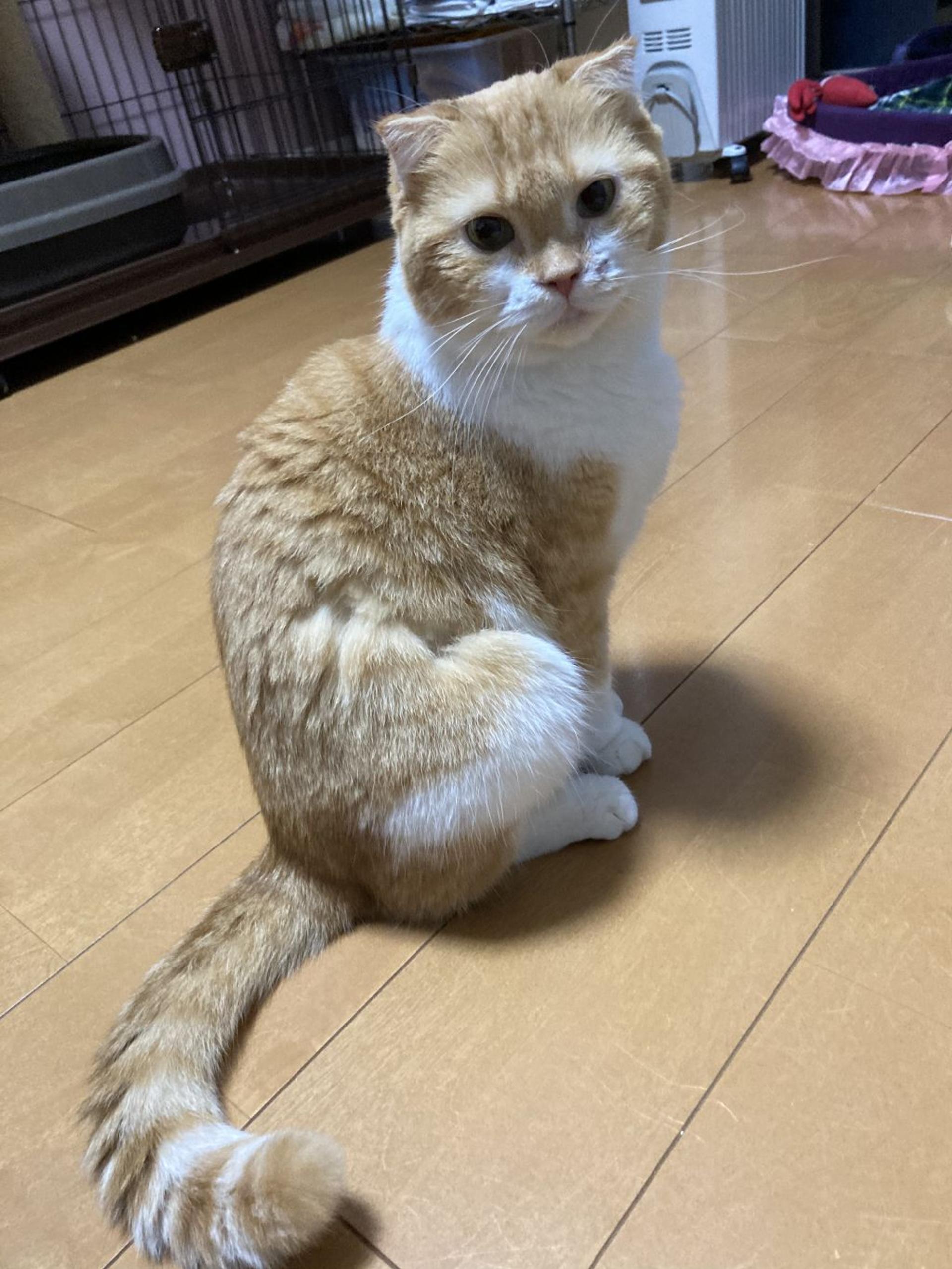 pet-image-8