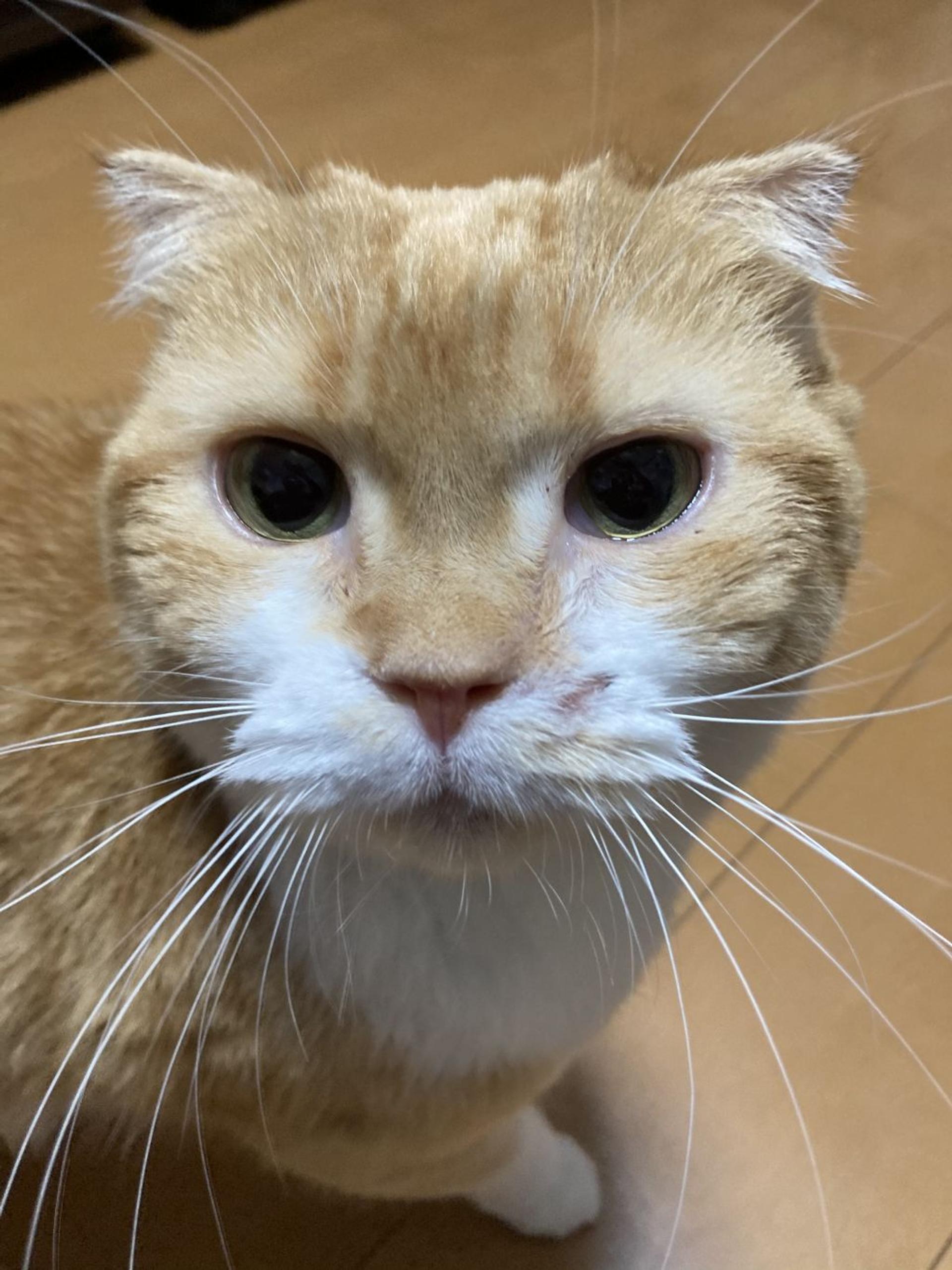 pet-image-9