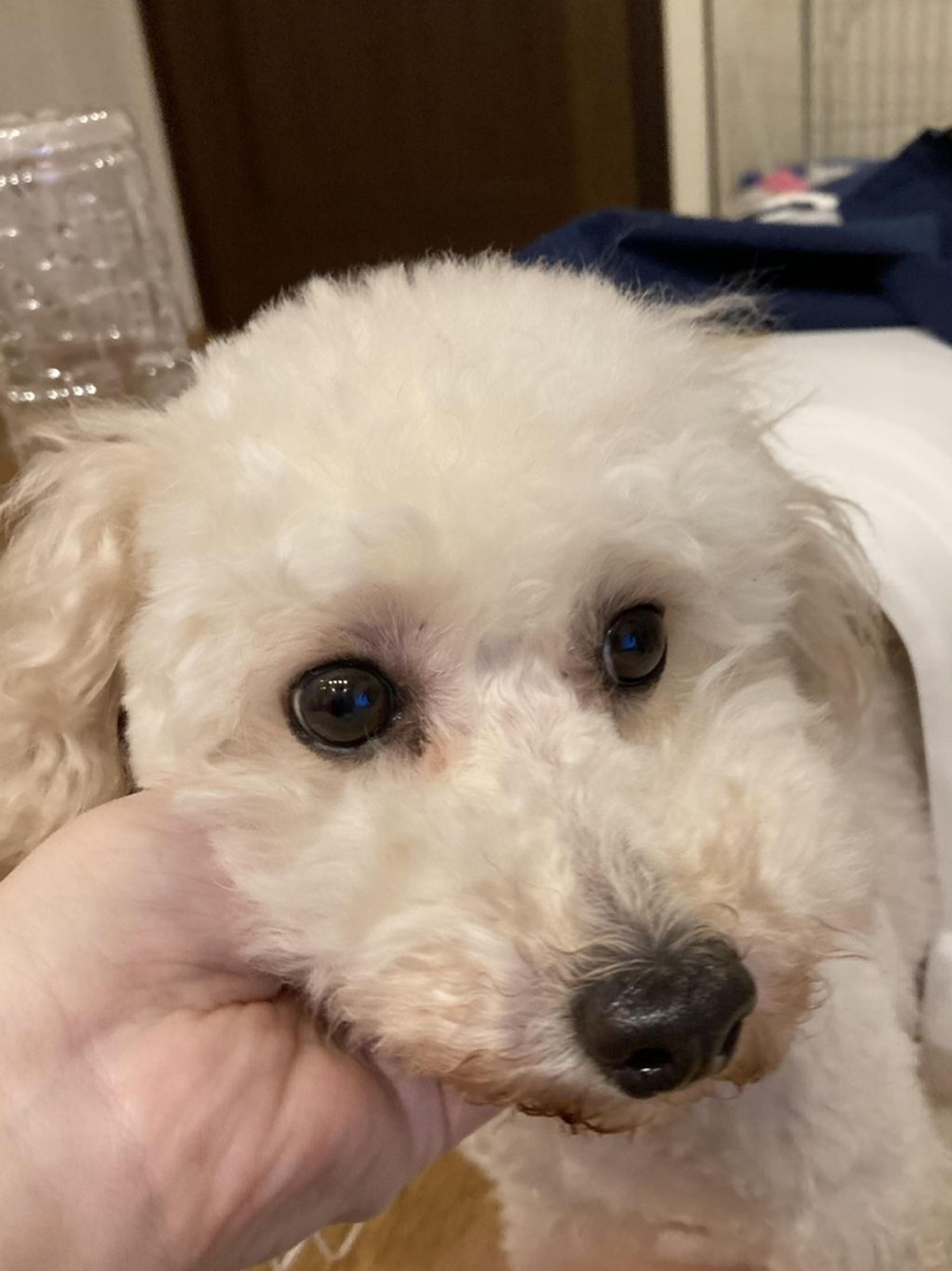 pet-image-2