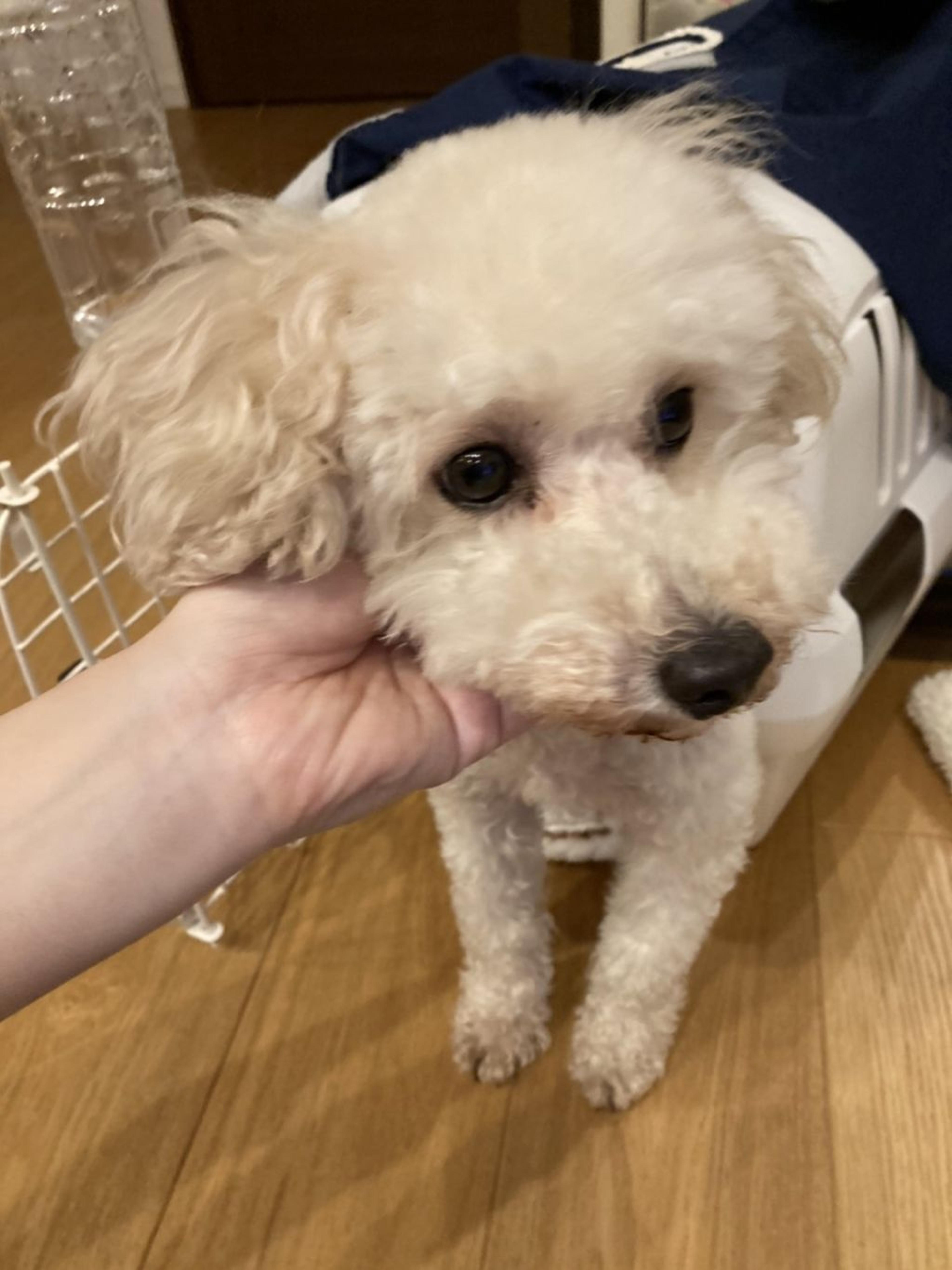 pet-image-3
