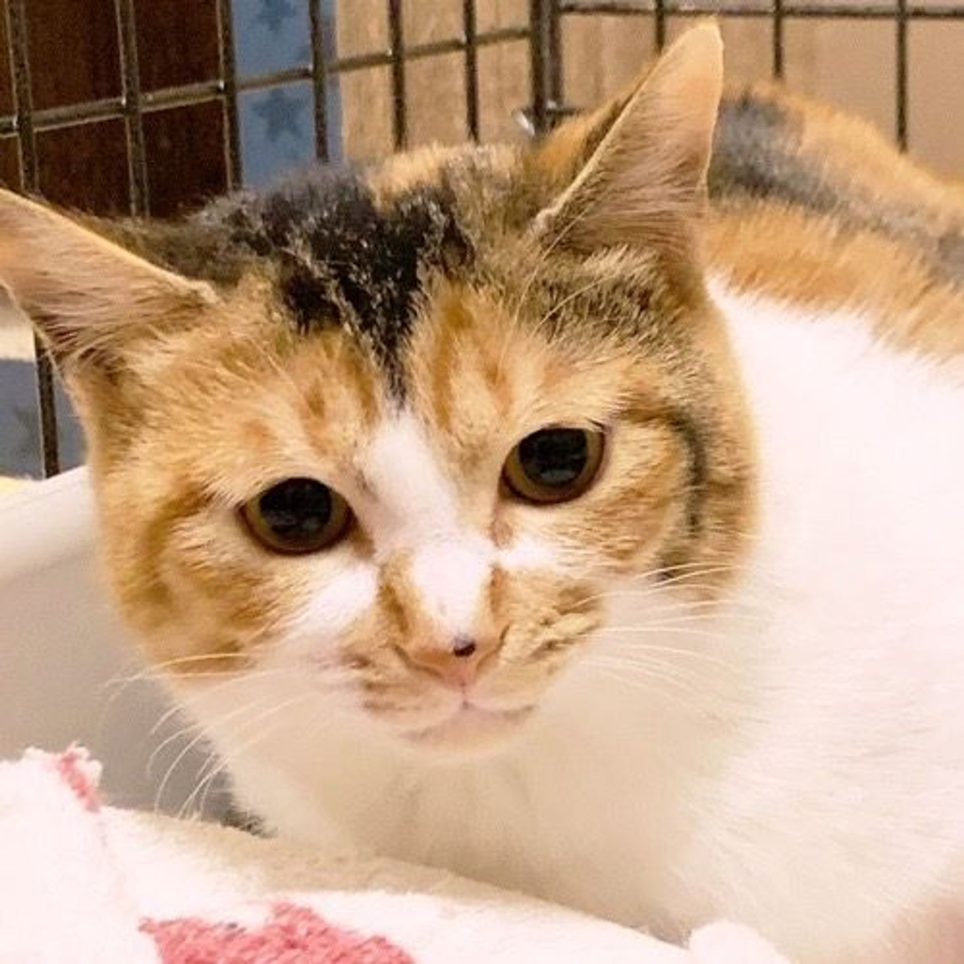 日本猫・メスの里親募集の写真