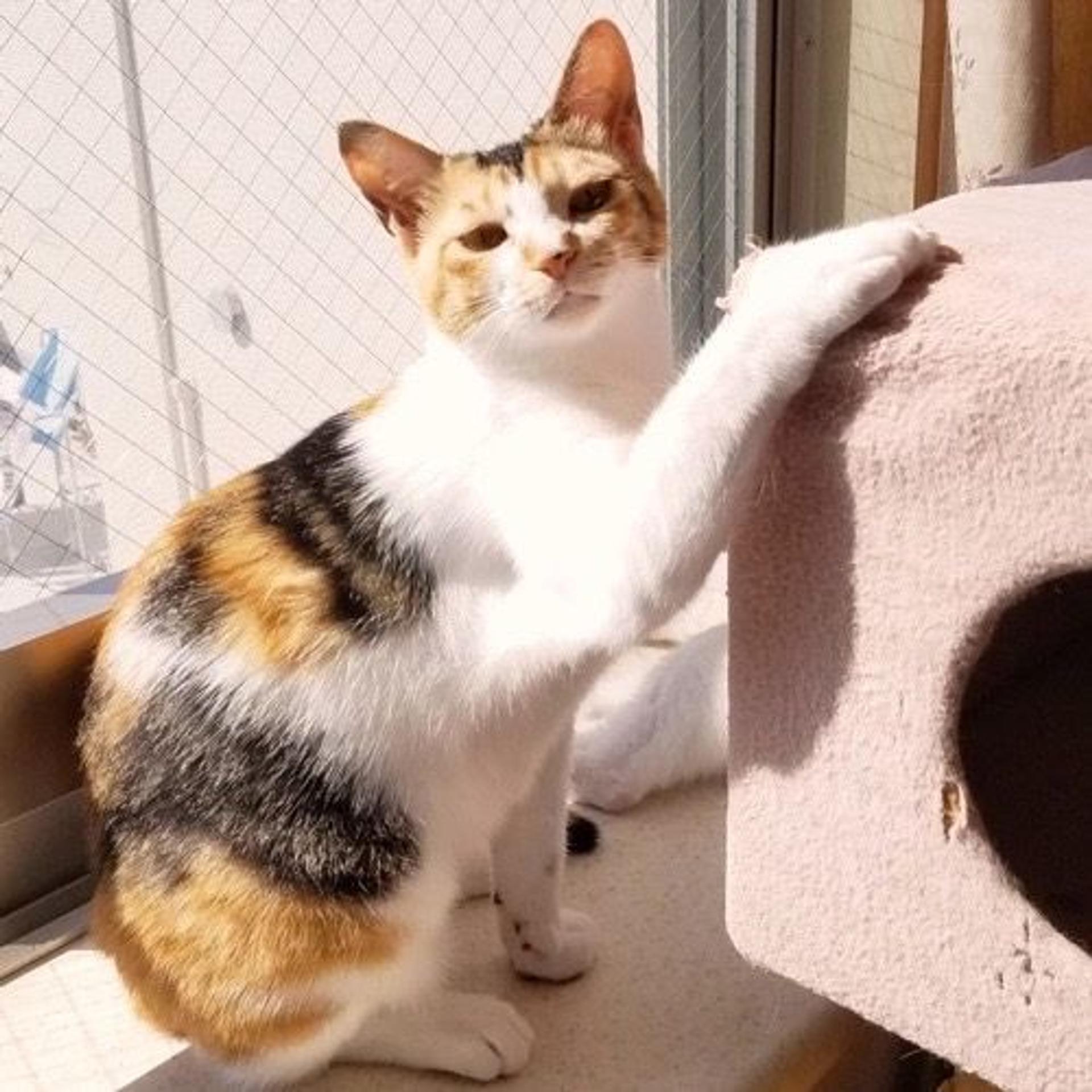 pet-image-2