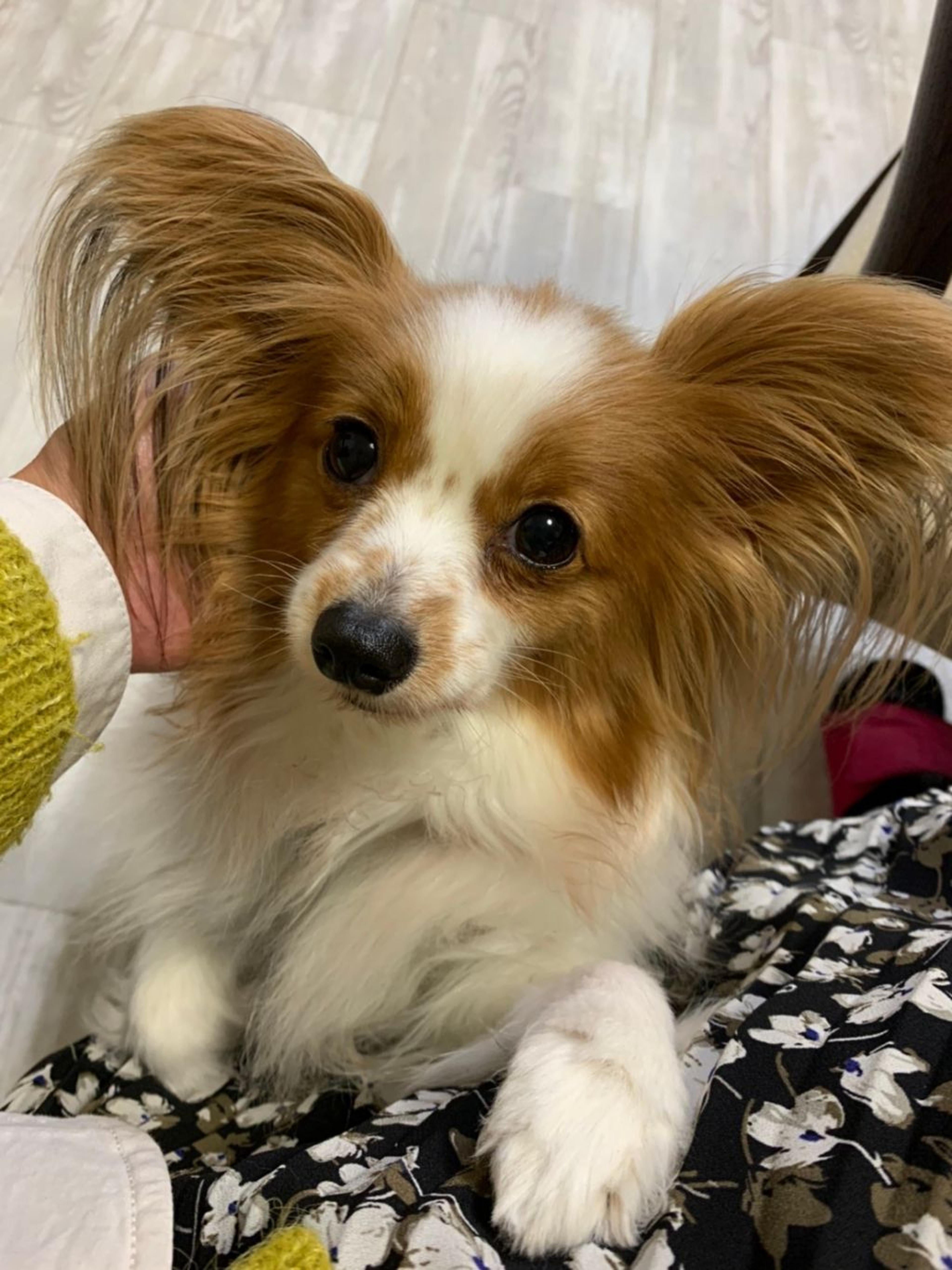 pet-image-2