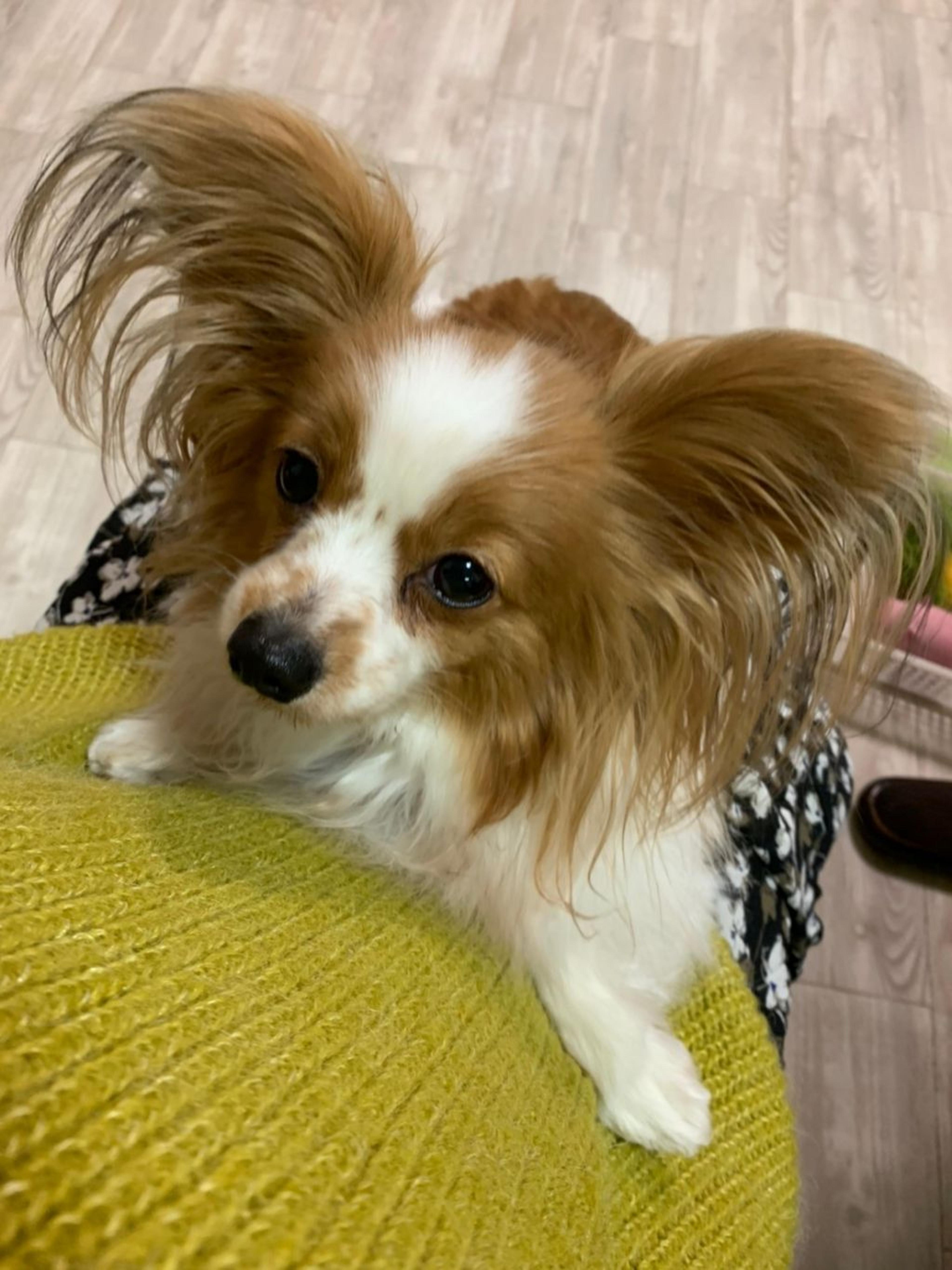 pet-image-3