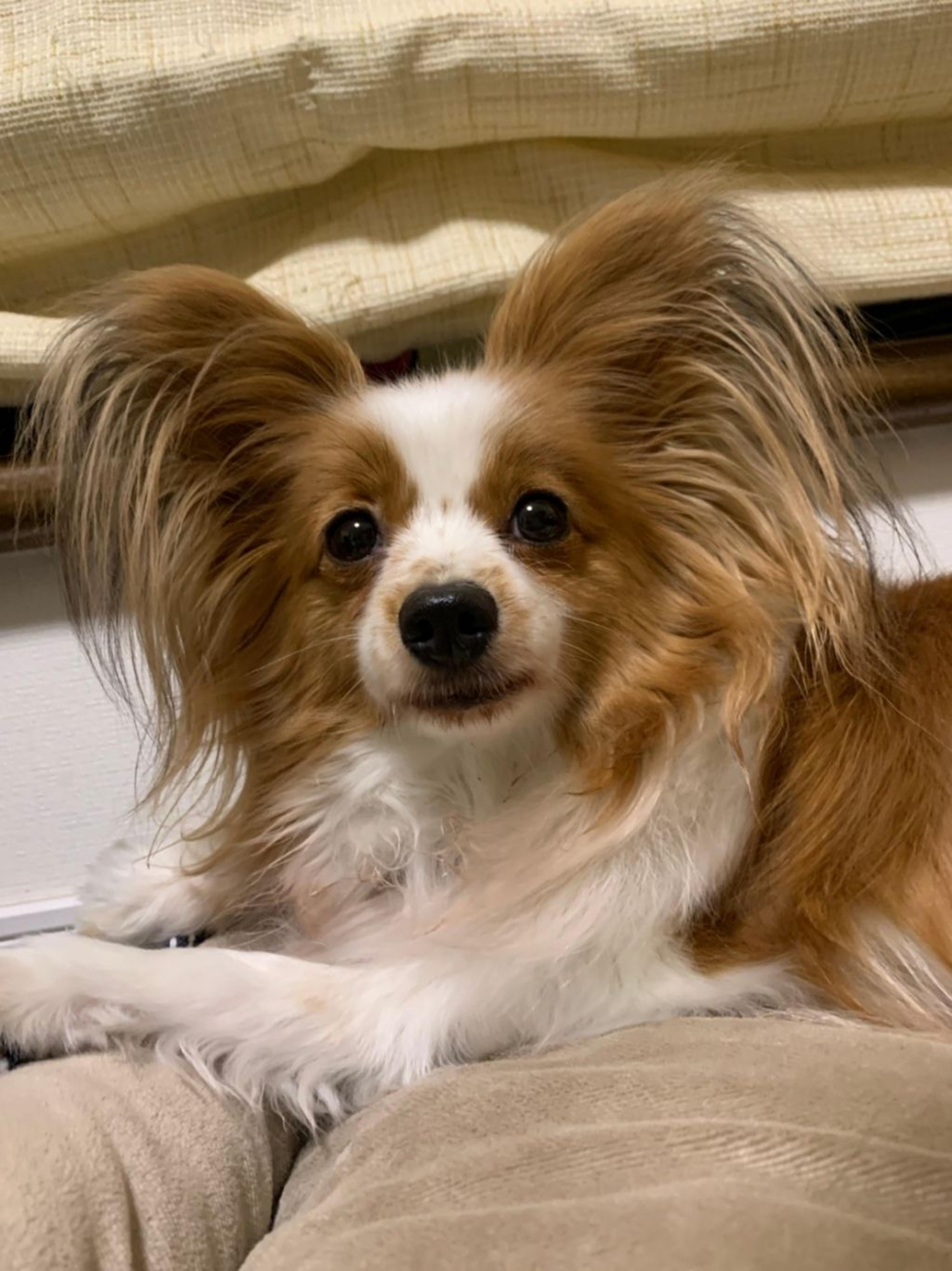 pet-image-4