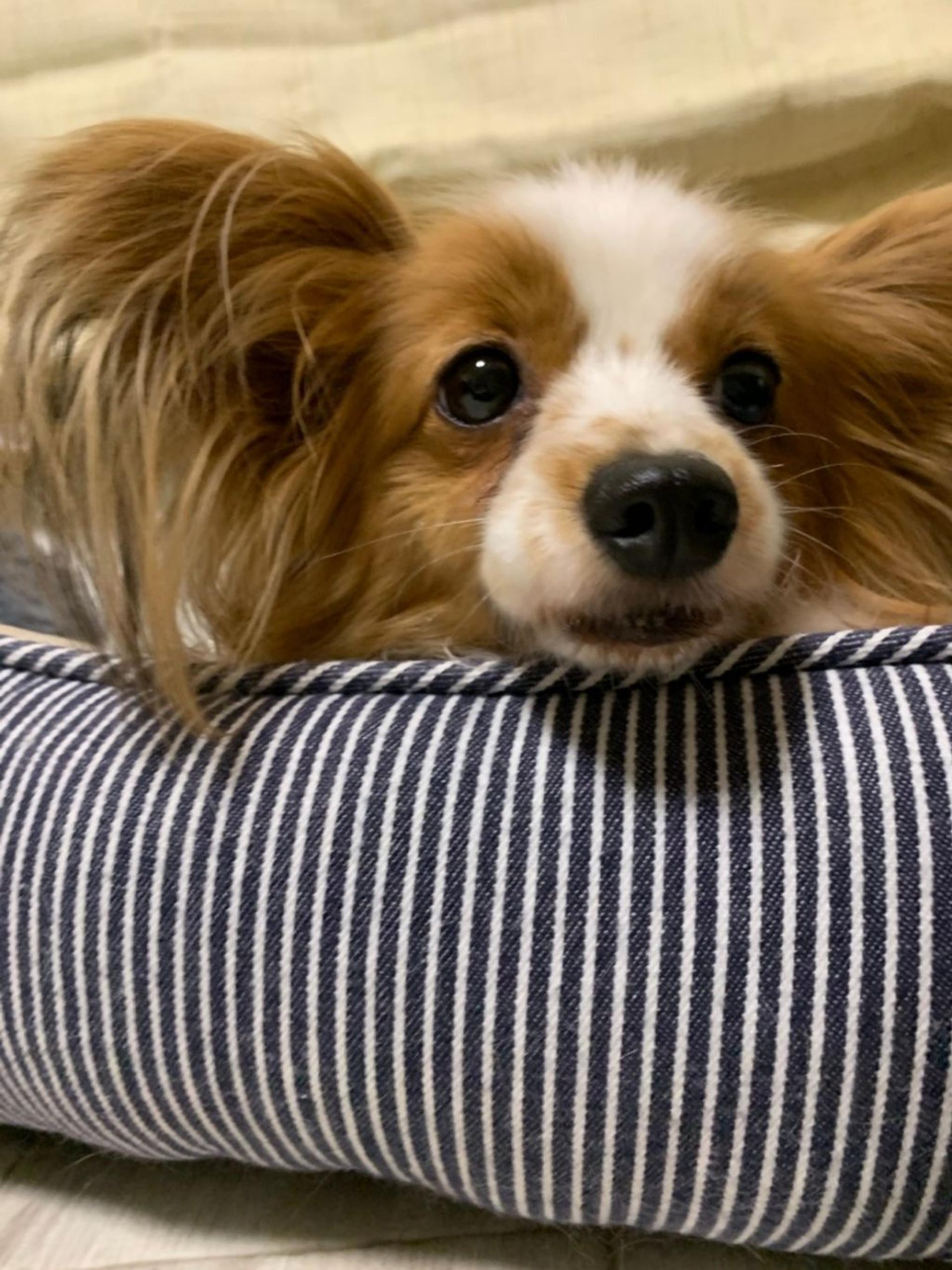 pet-image-5