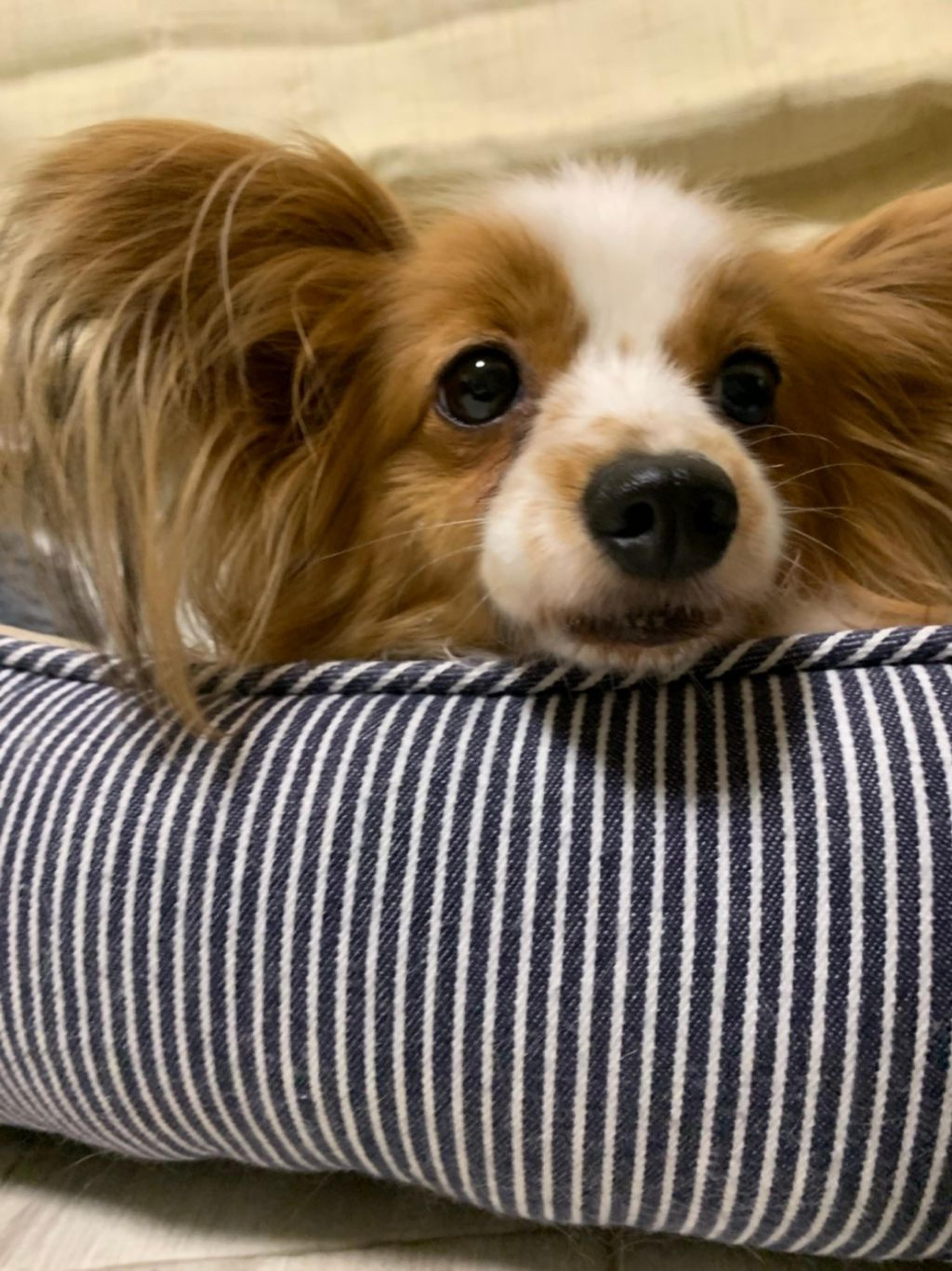 pet-image-5