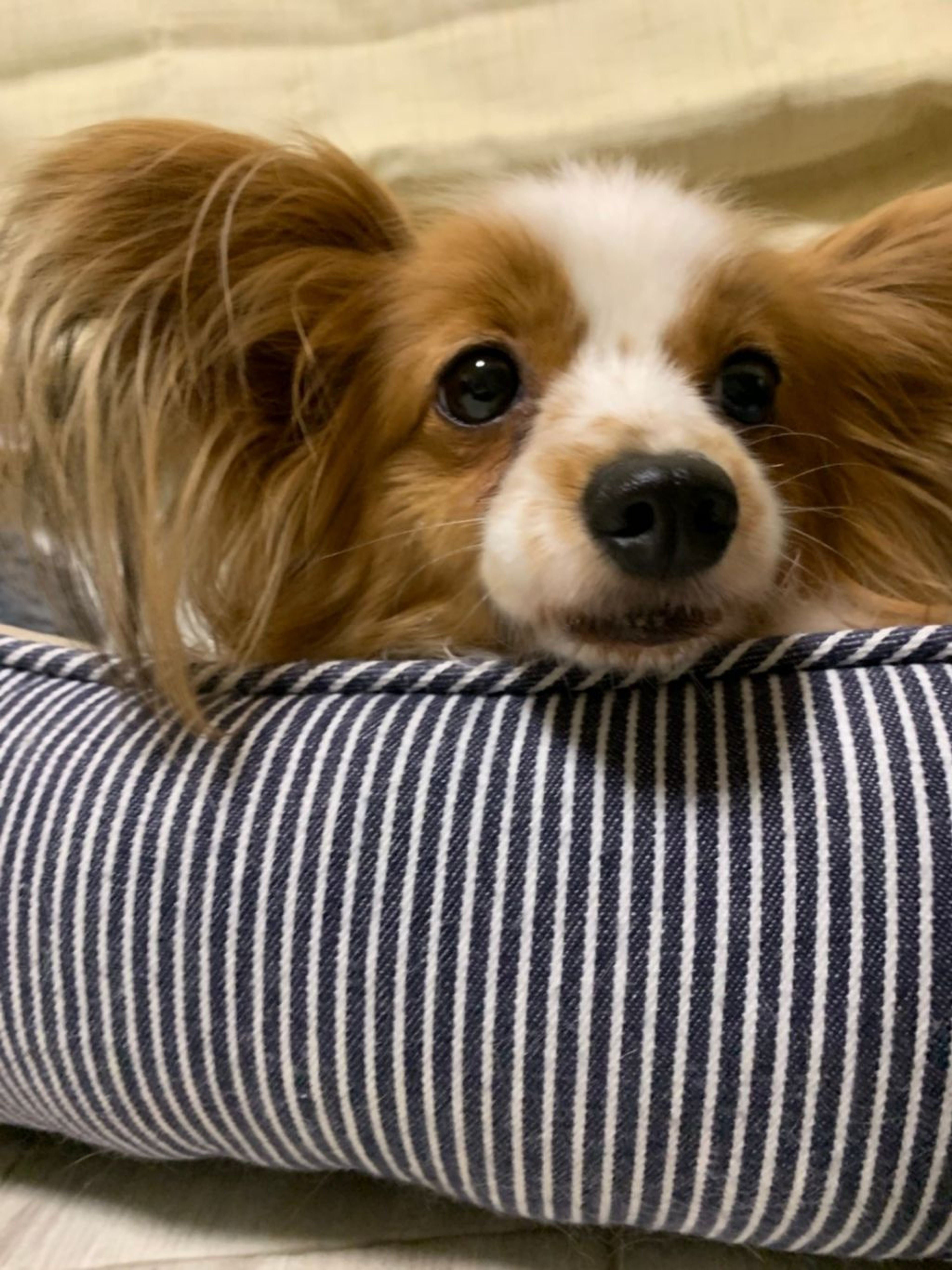 pet-image-5