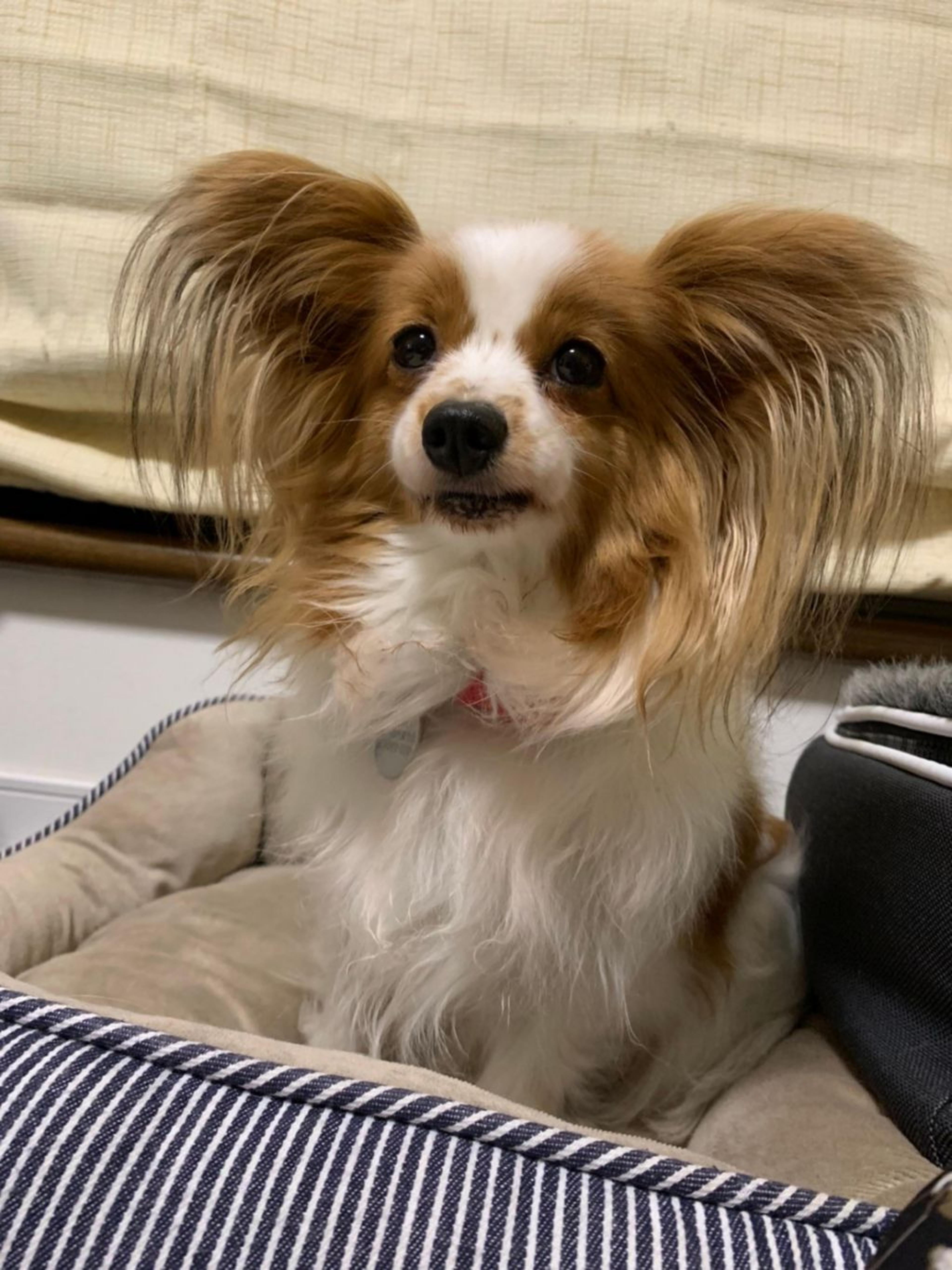 pet-image-6