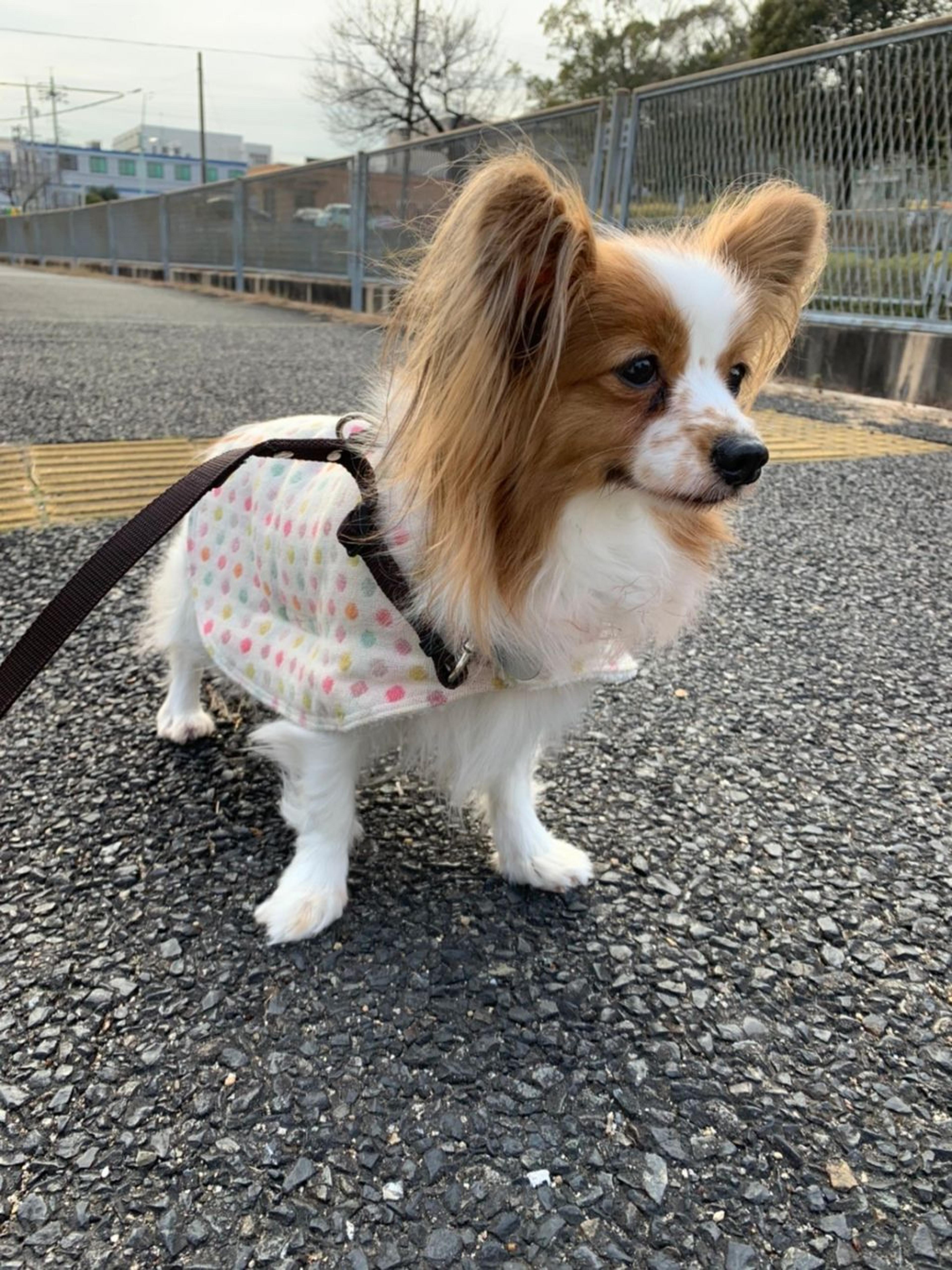 pet-image-8