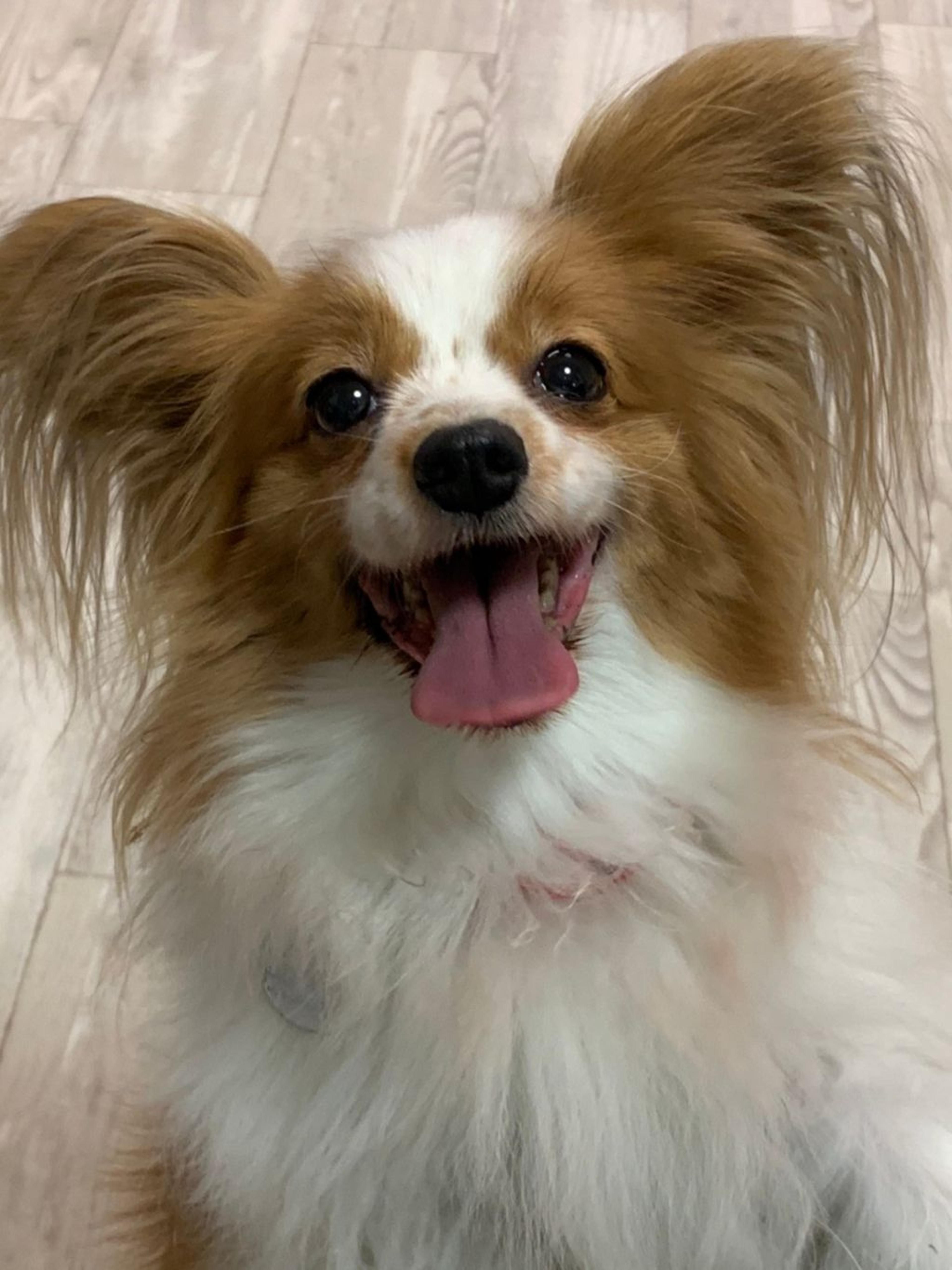 pet-image-9