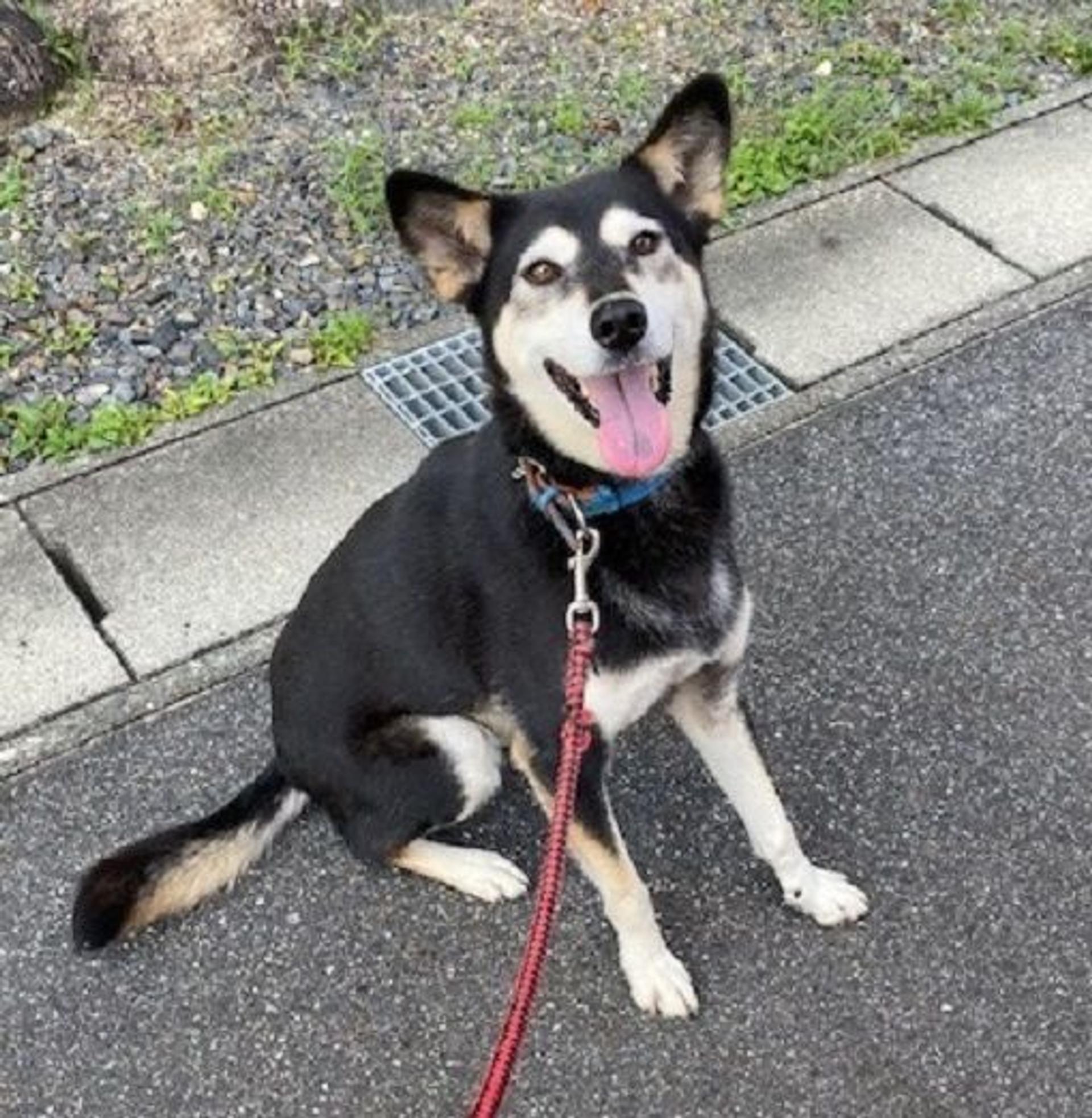 pet-image-3