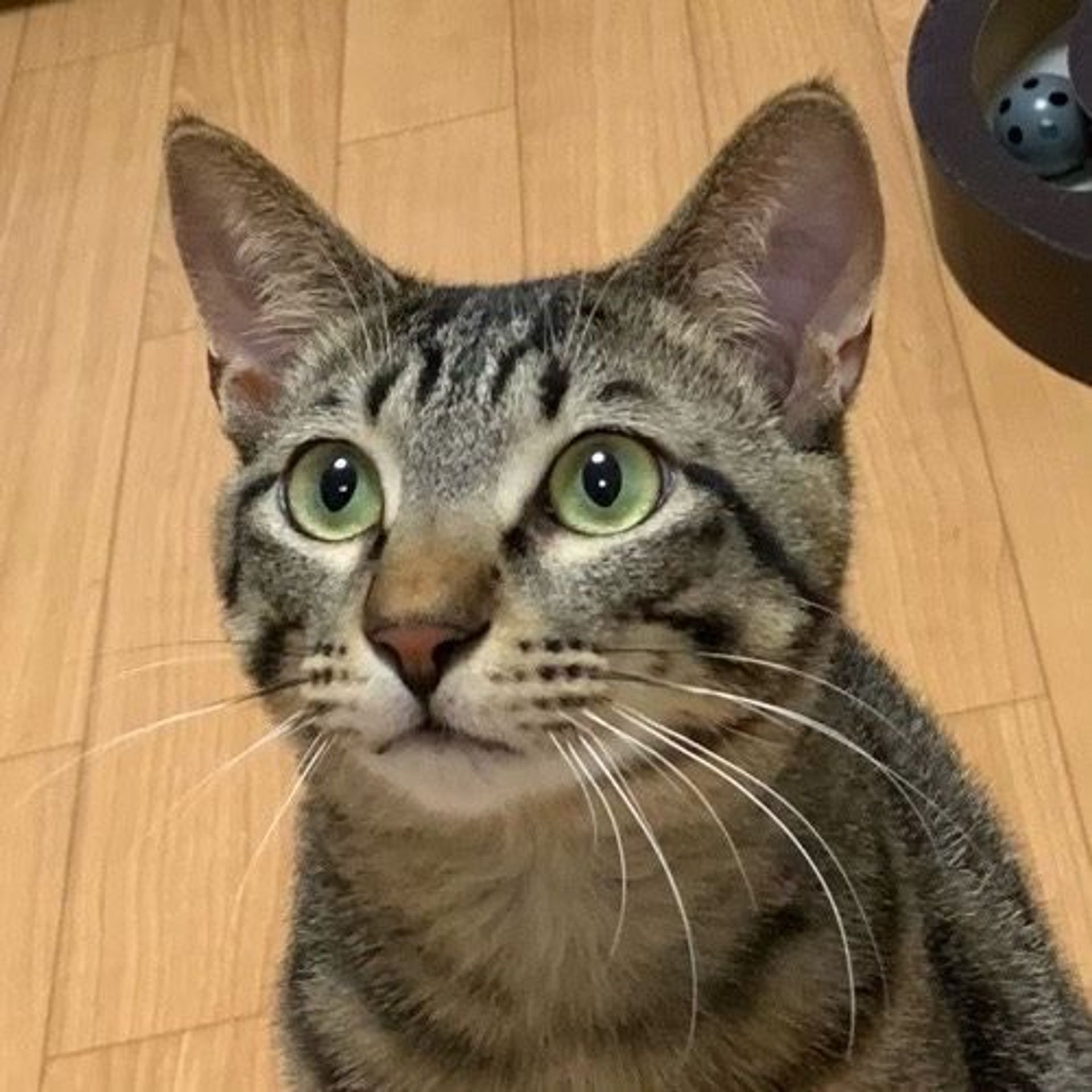 雑種（ミックス猫）・オスの里親募集の写真