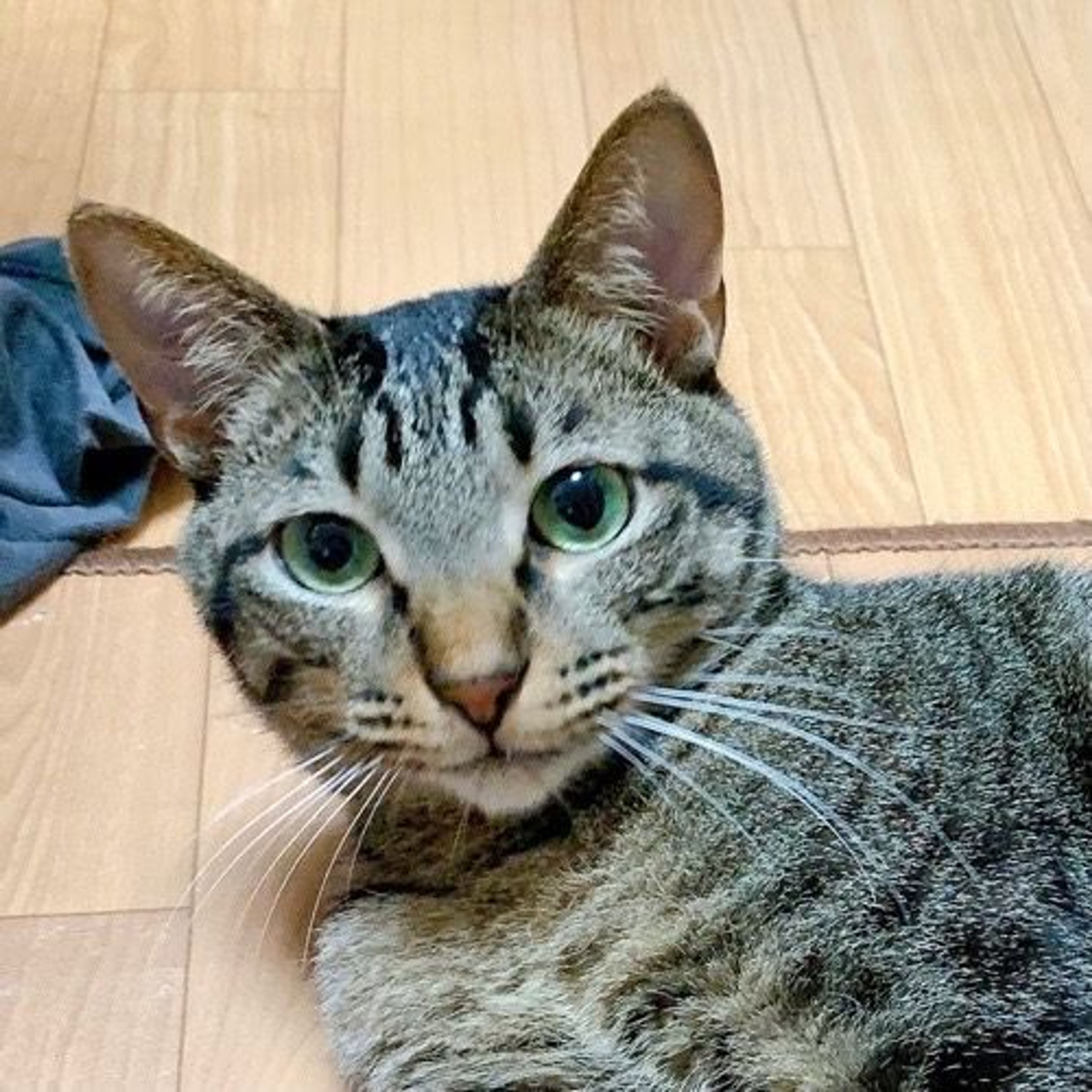 pet-image-2