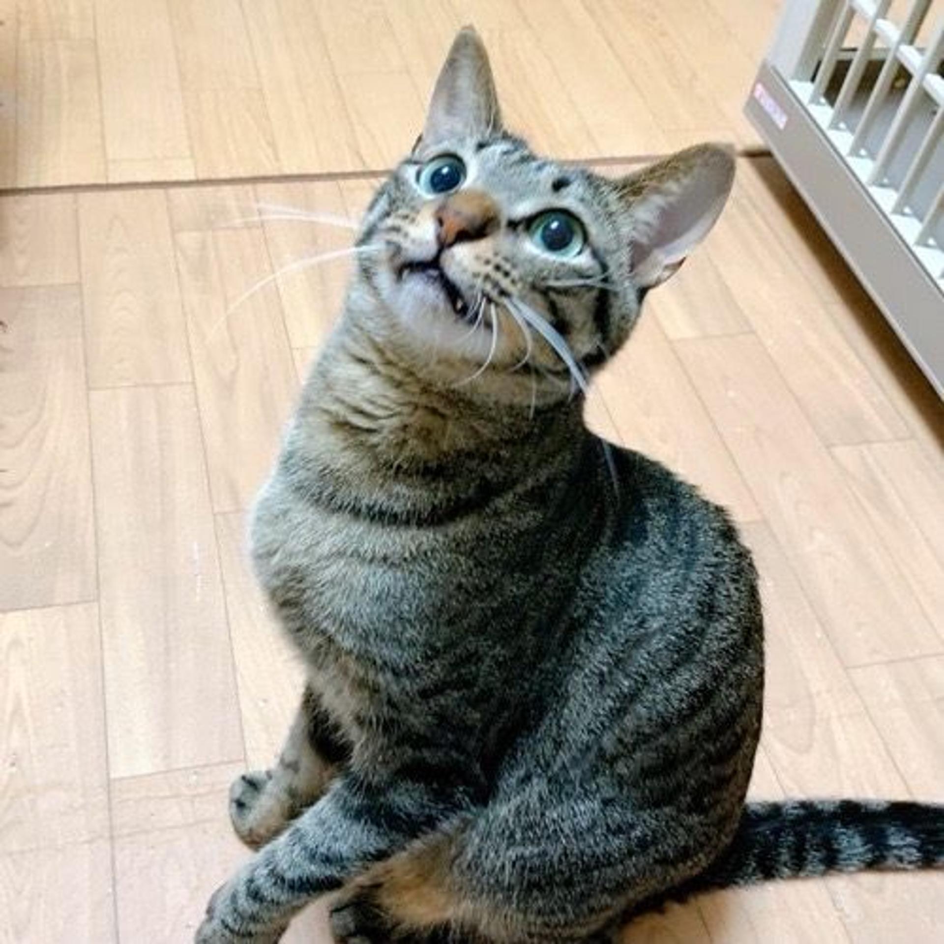 pet-image-3