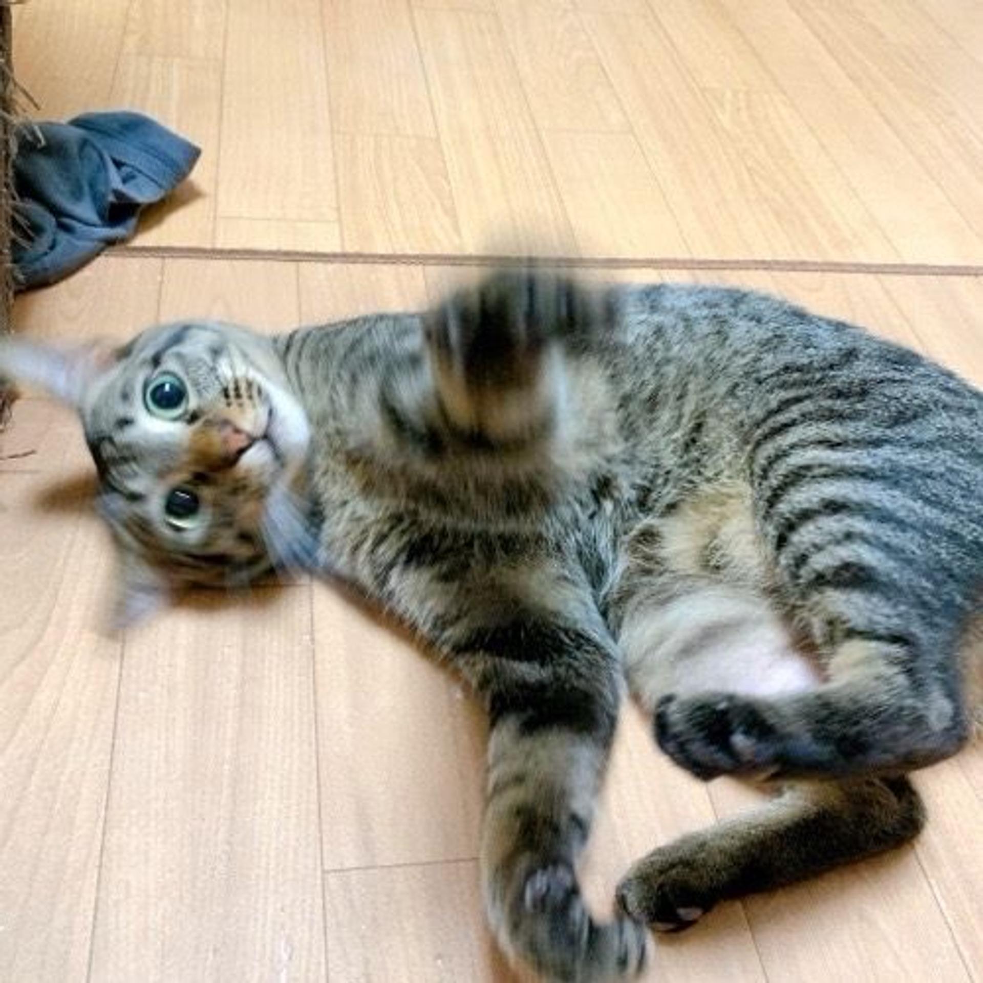 pet-image-5
