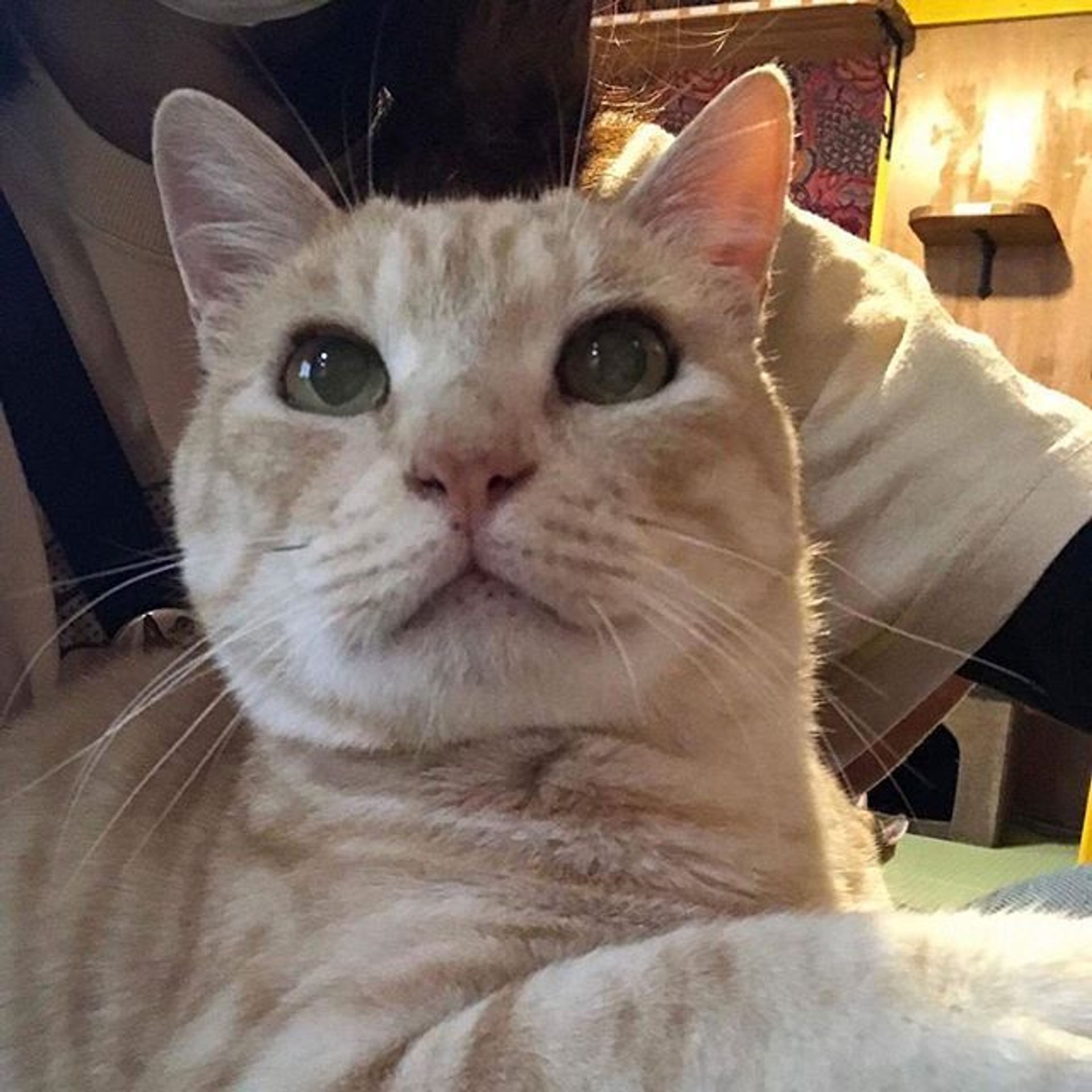 雑種（ミックス猫）・オスの里親募集の写真