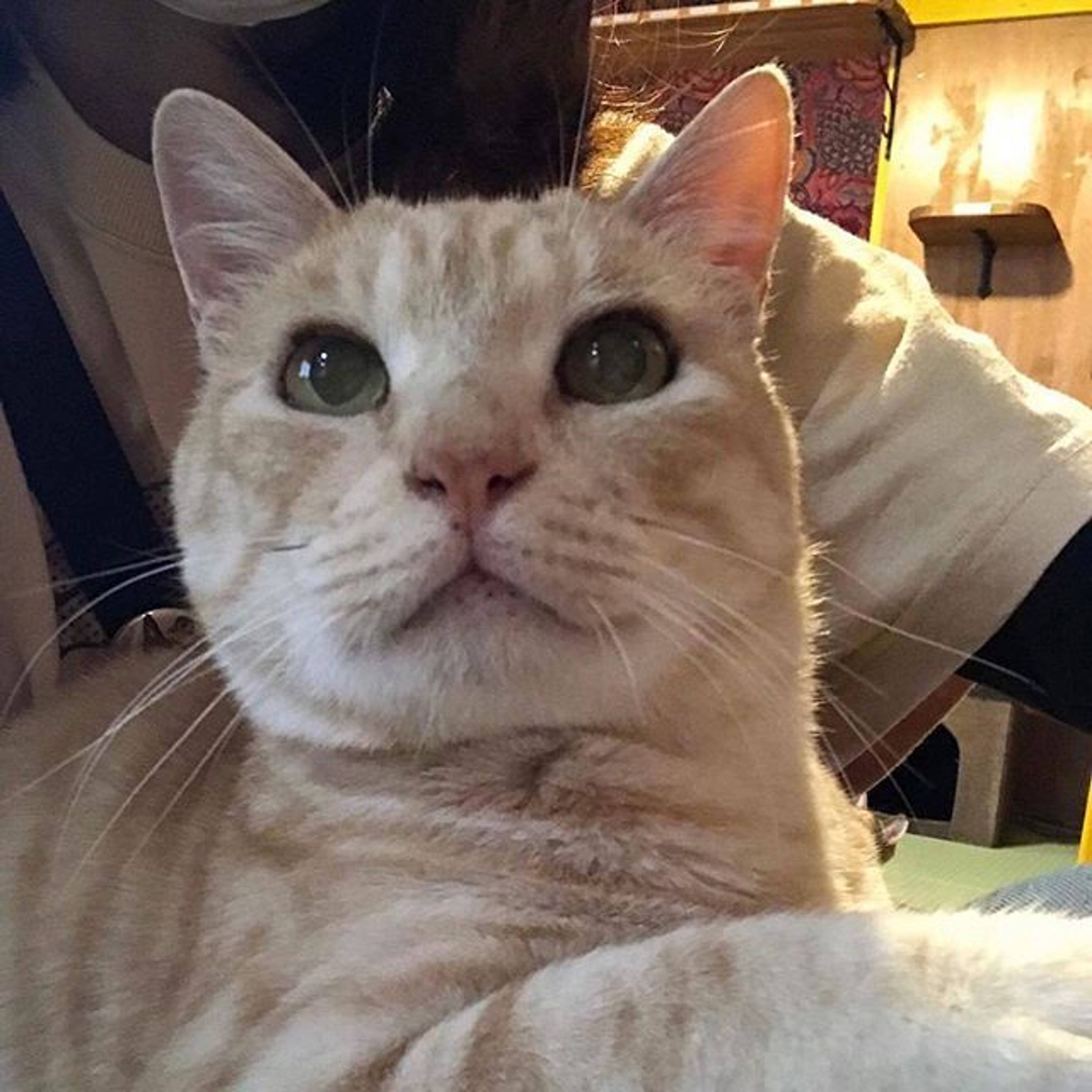 雑種（ミックス猫）・オスの里親募集の写真