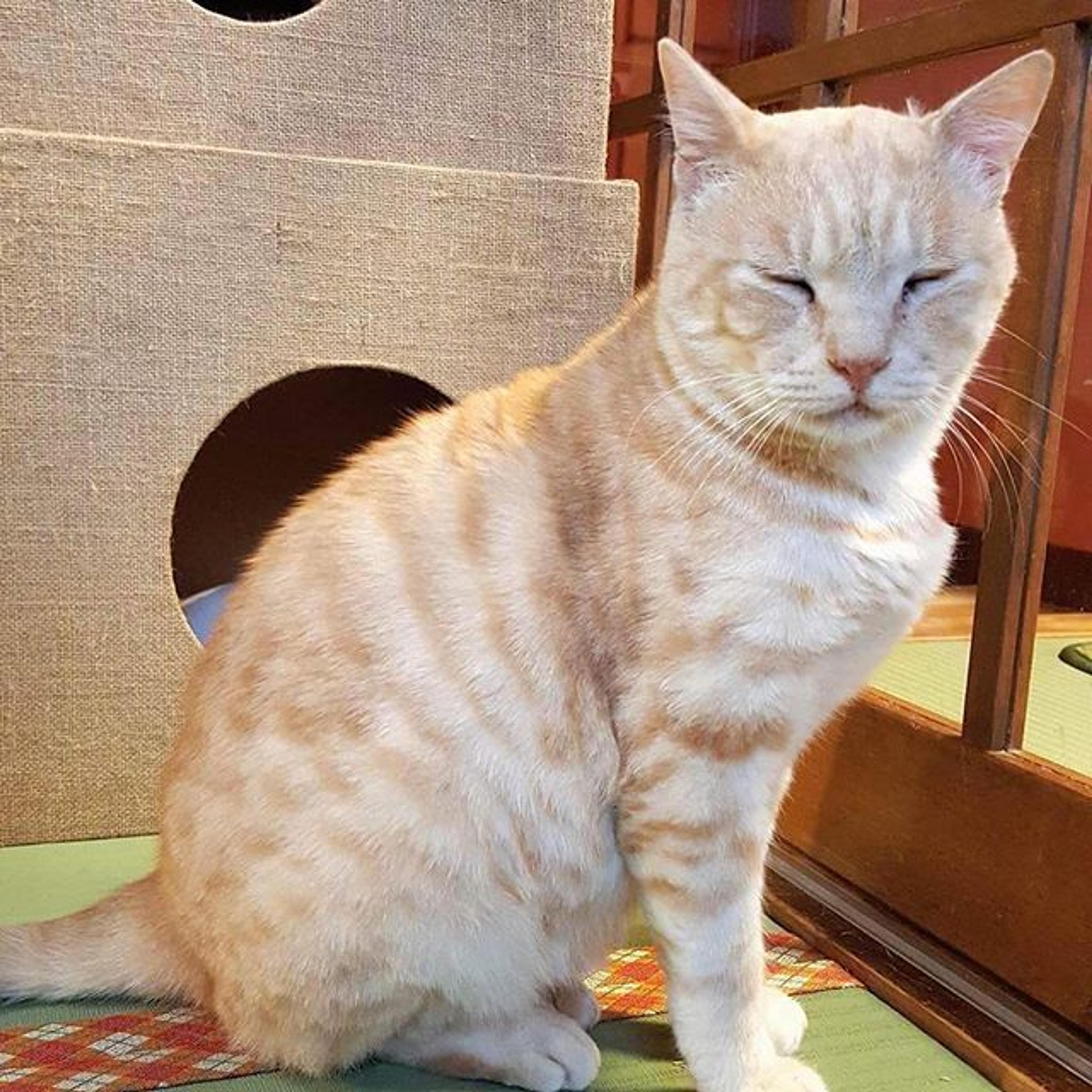 pet-image-2