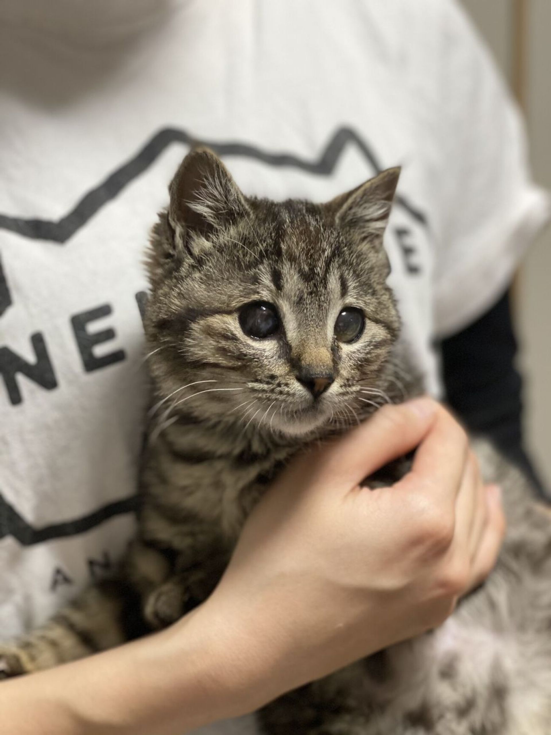 雑種（ミックス猫）・メスの里親募集の写真