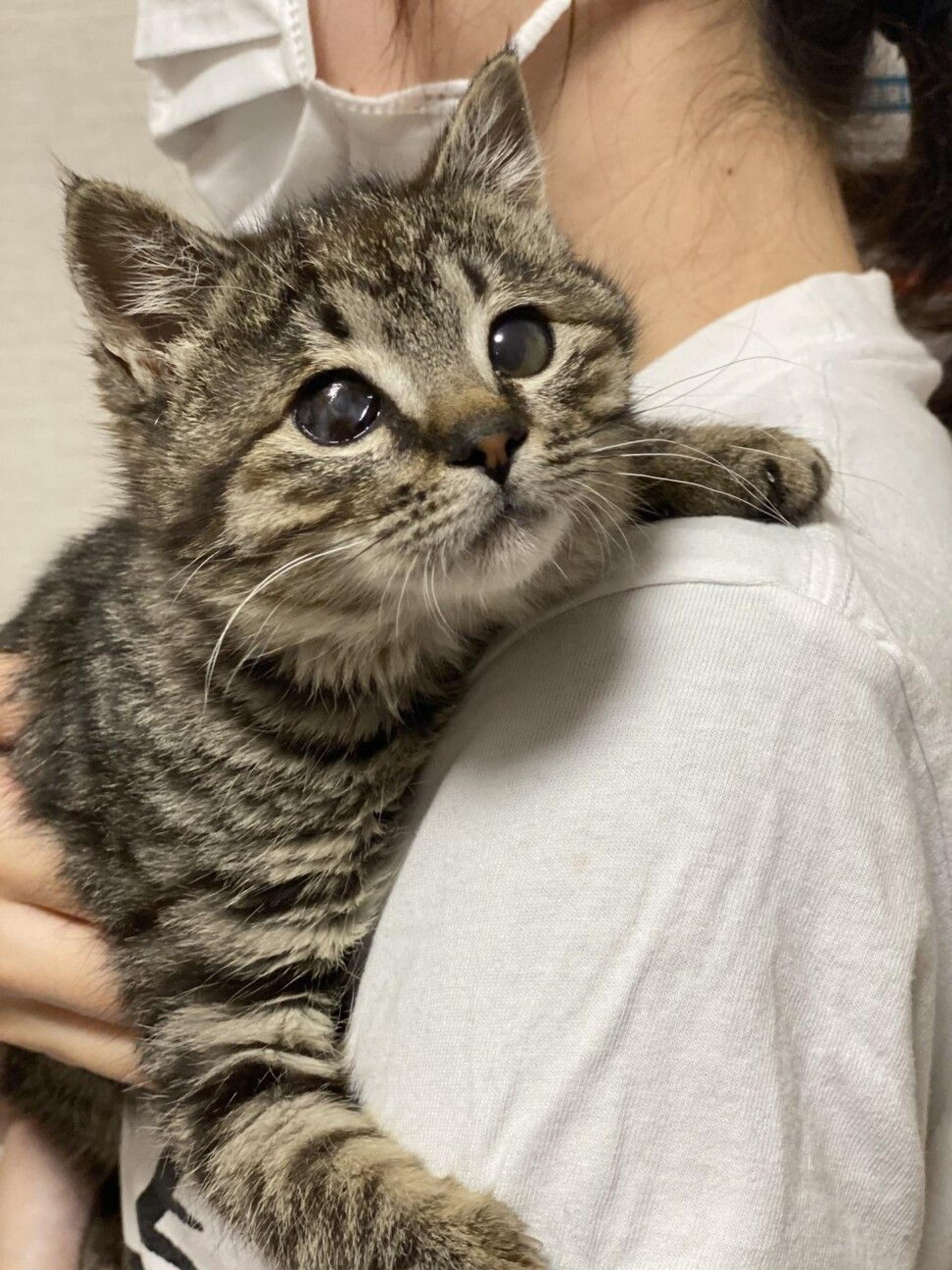 pet-image-2