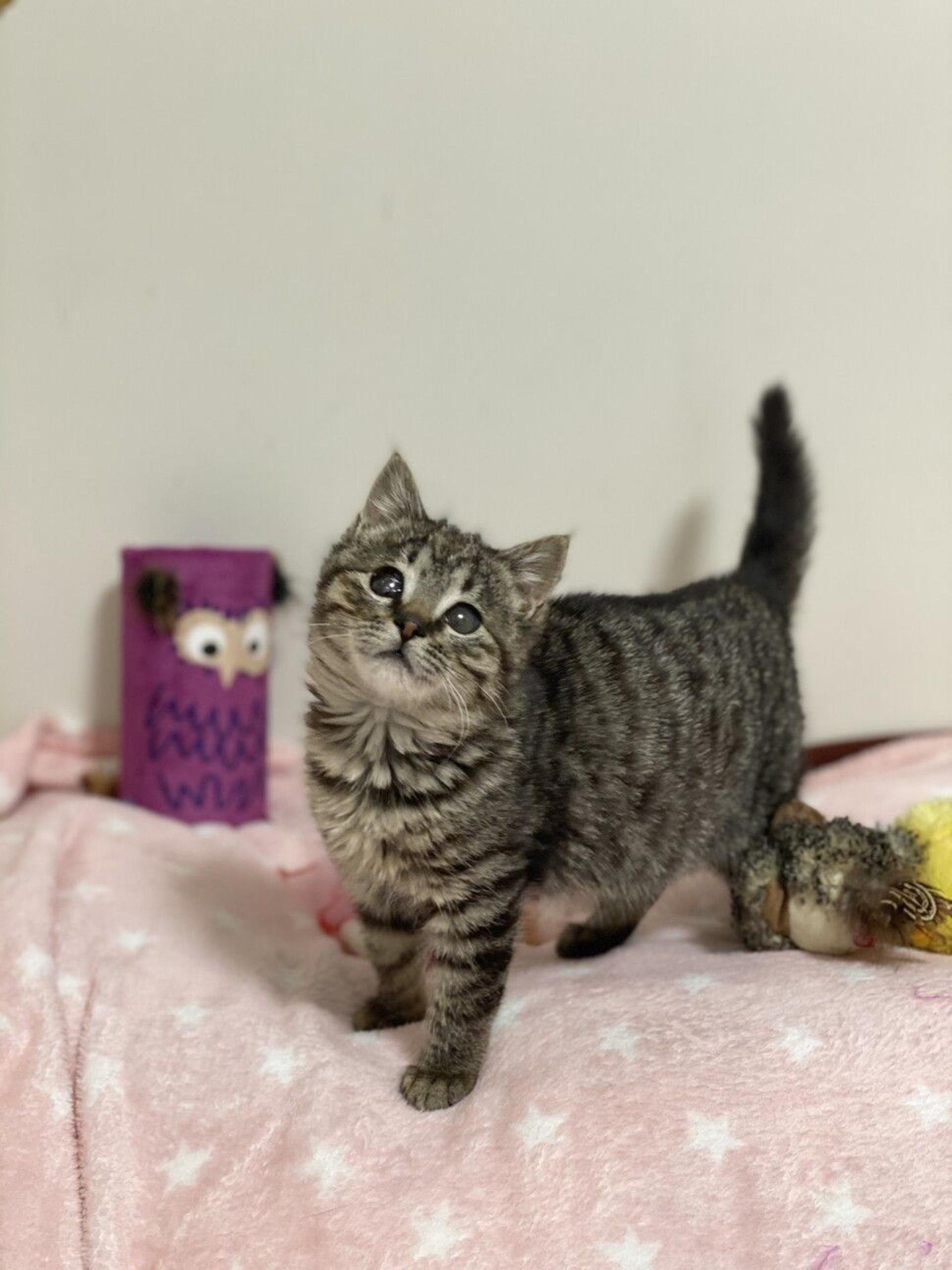 pet-image-3