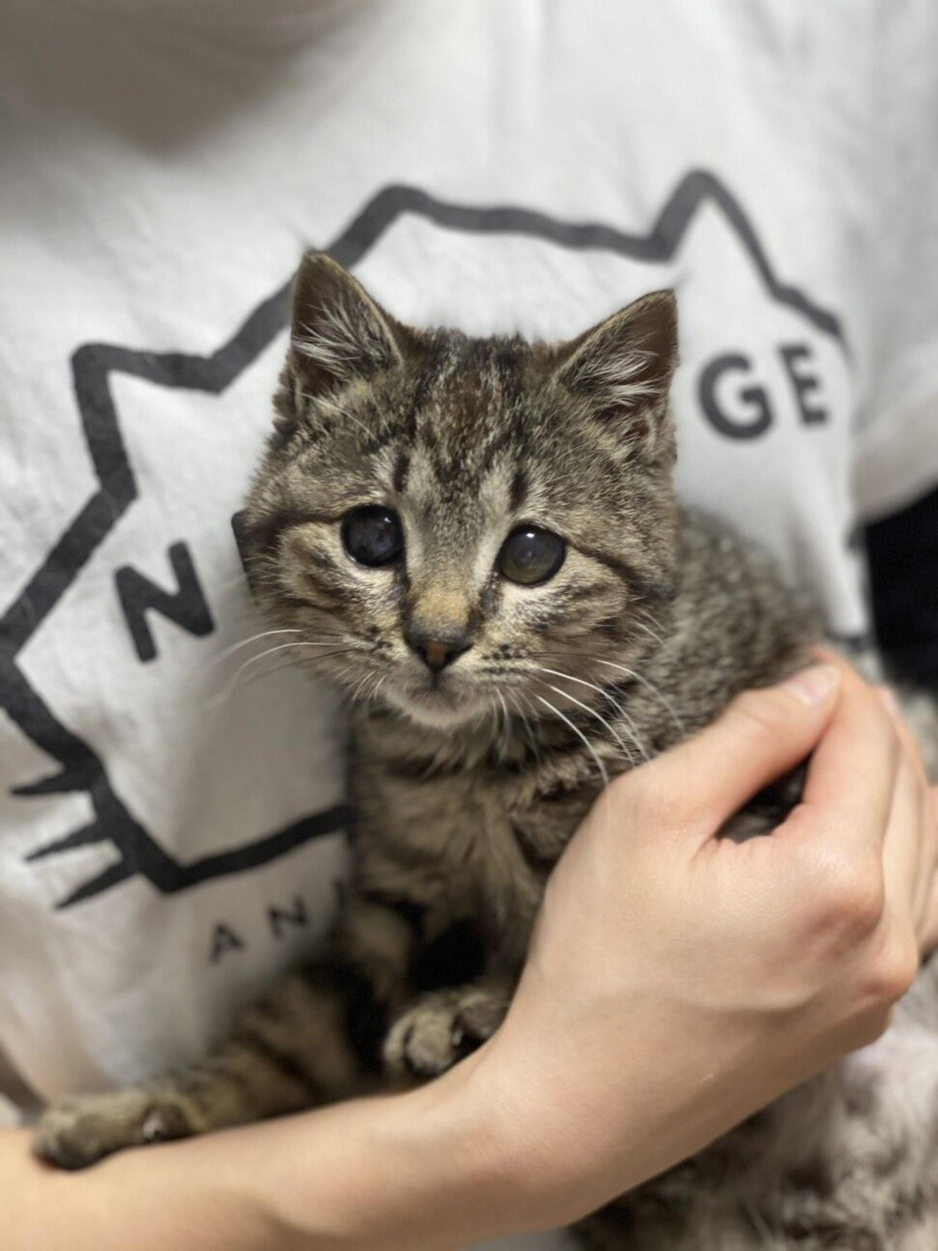 pet-image-4