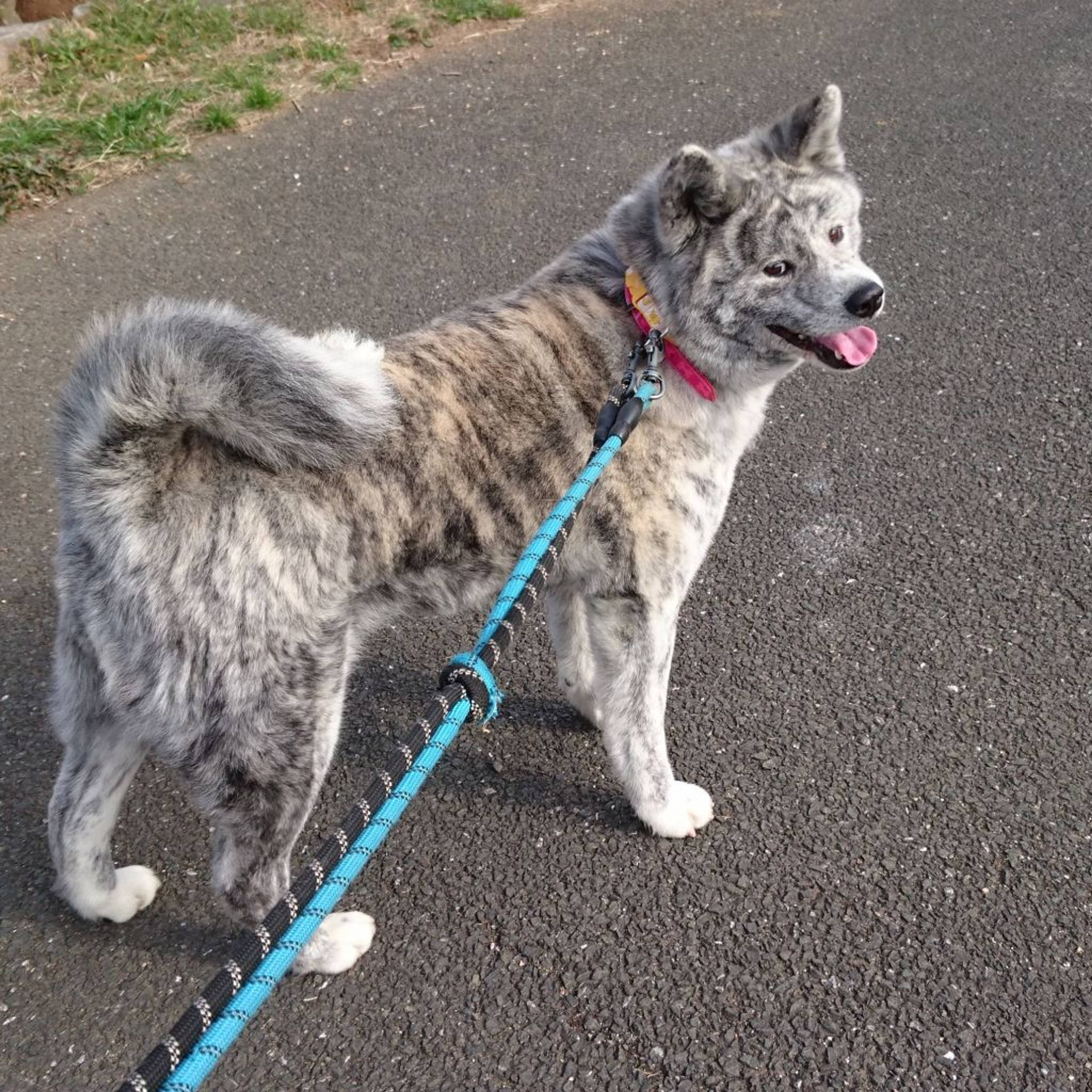 秋田犬・メスの里親募集の写真