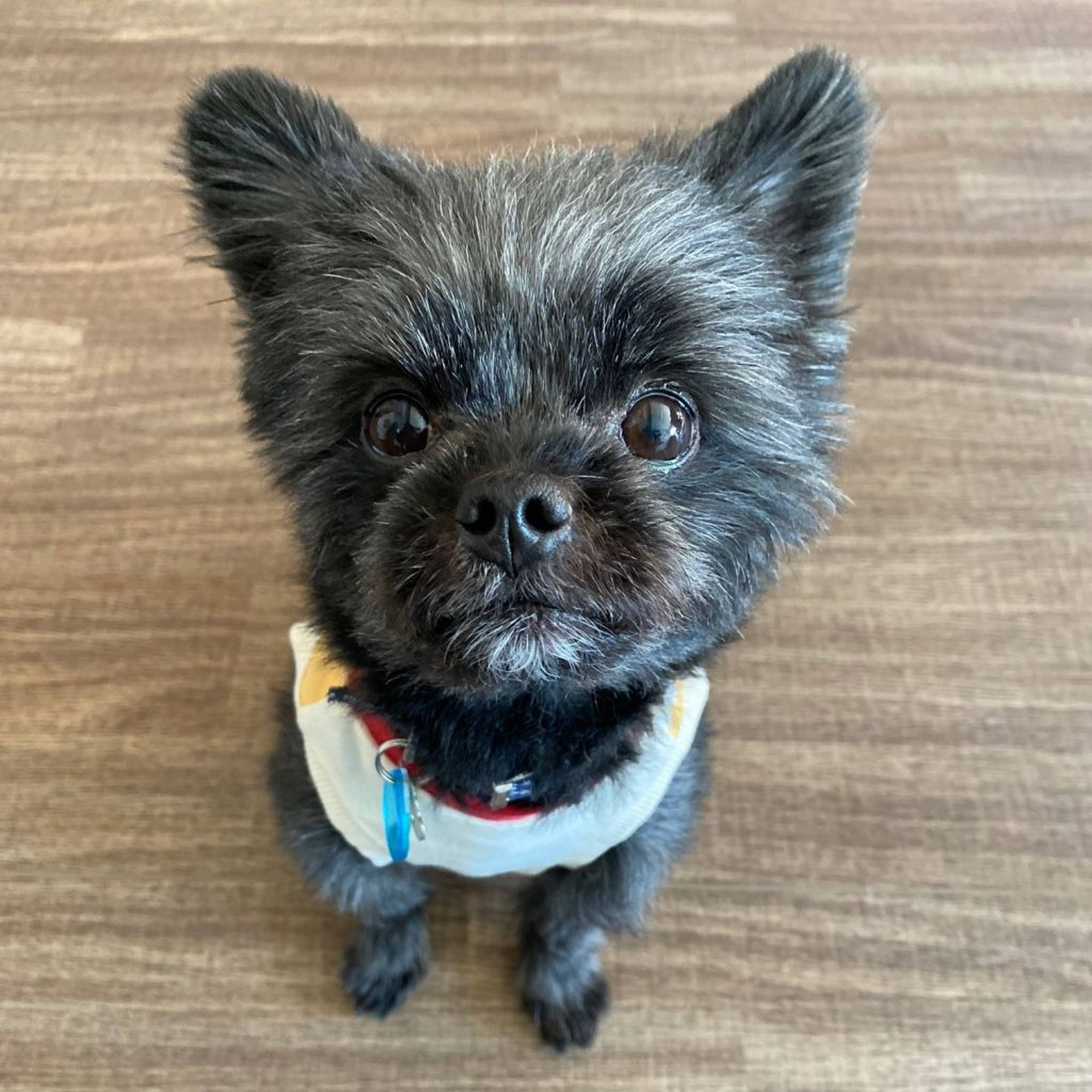 雑種（ミックス犬）・オスの里親募集の写真