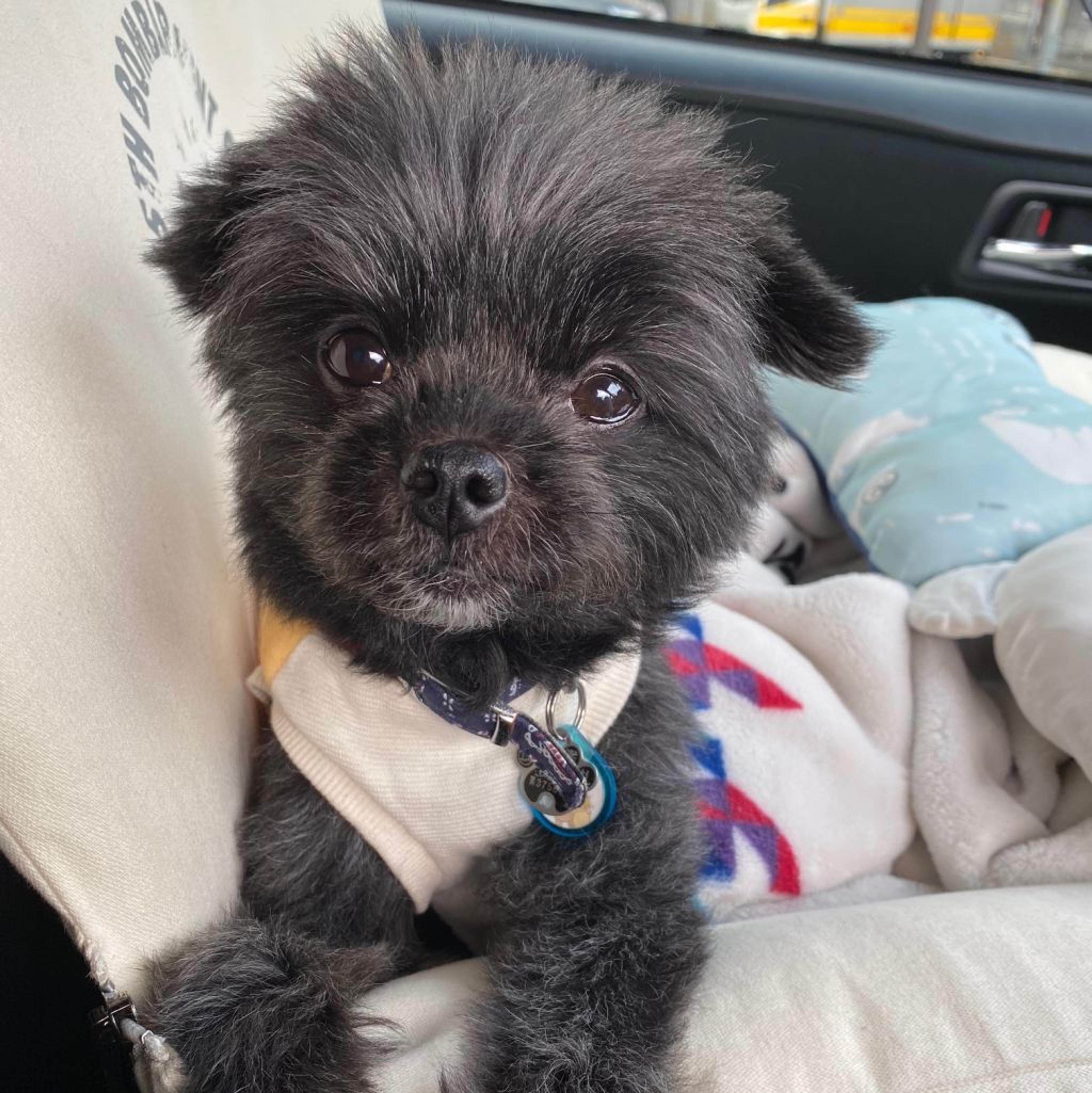 pet-image-2