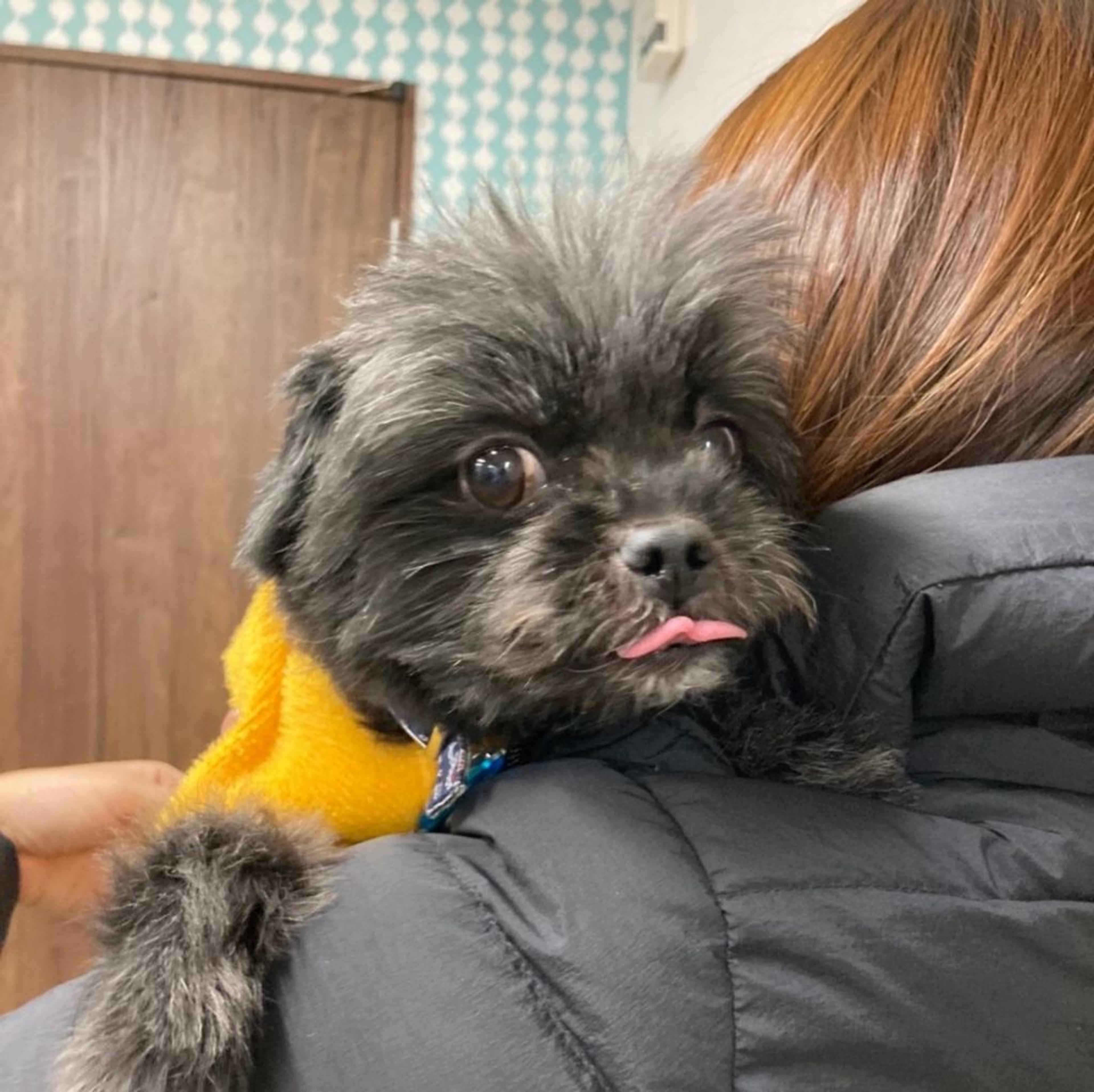 pet-image-3