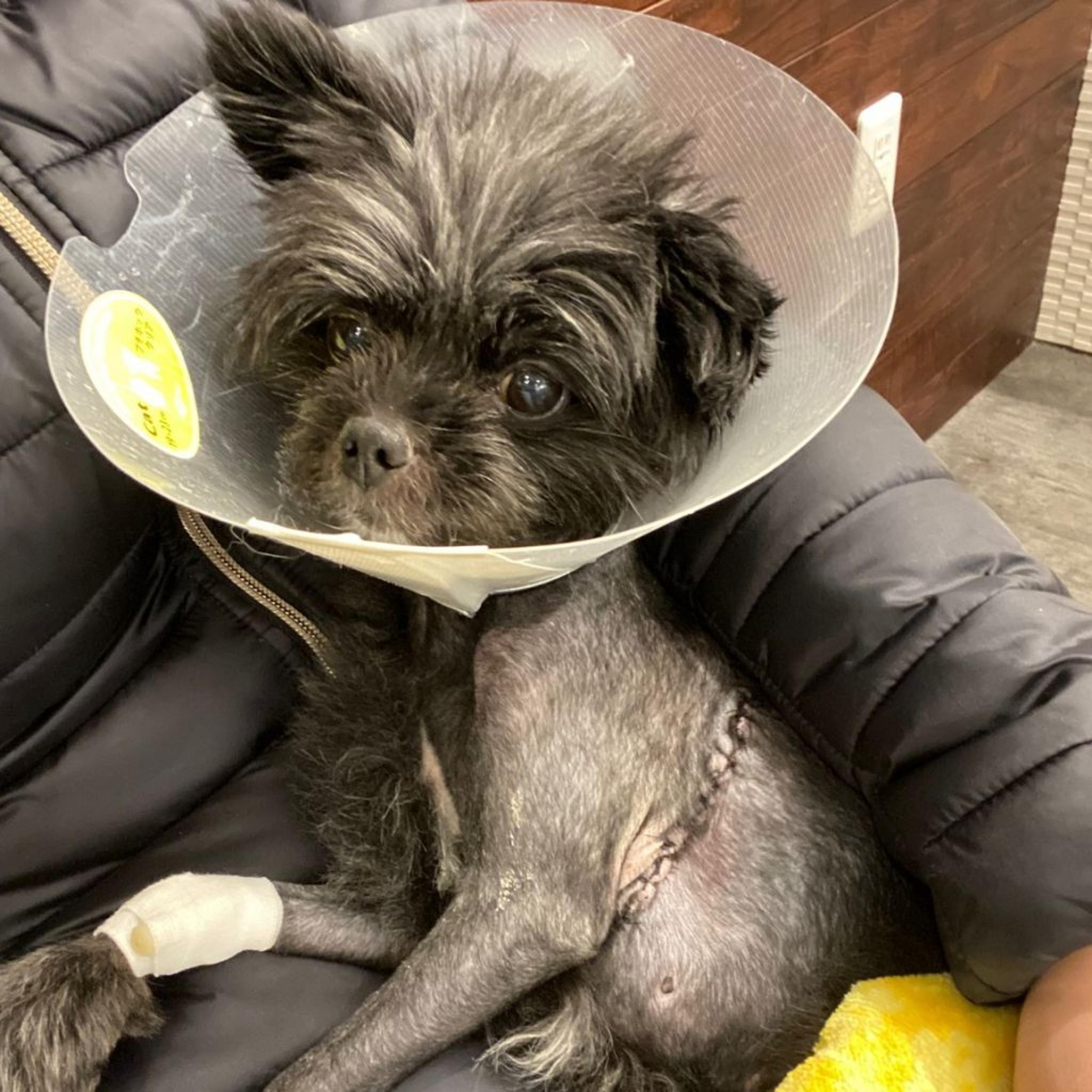 pet-image-8