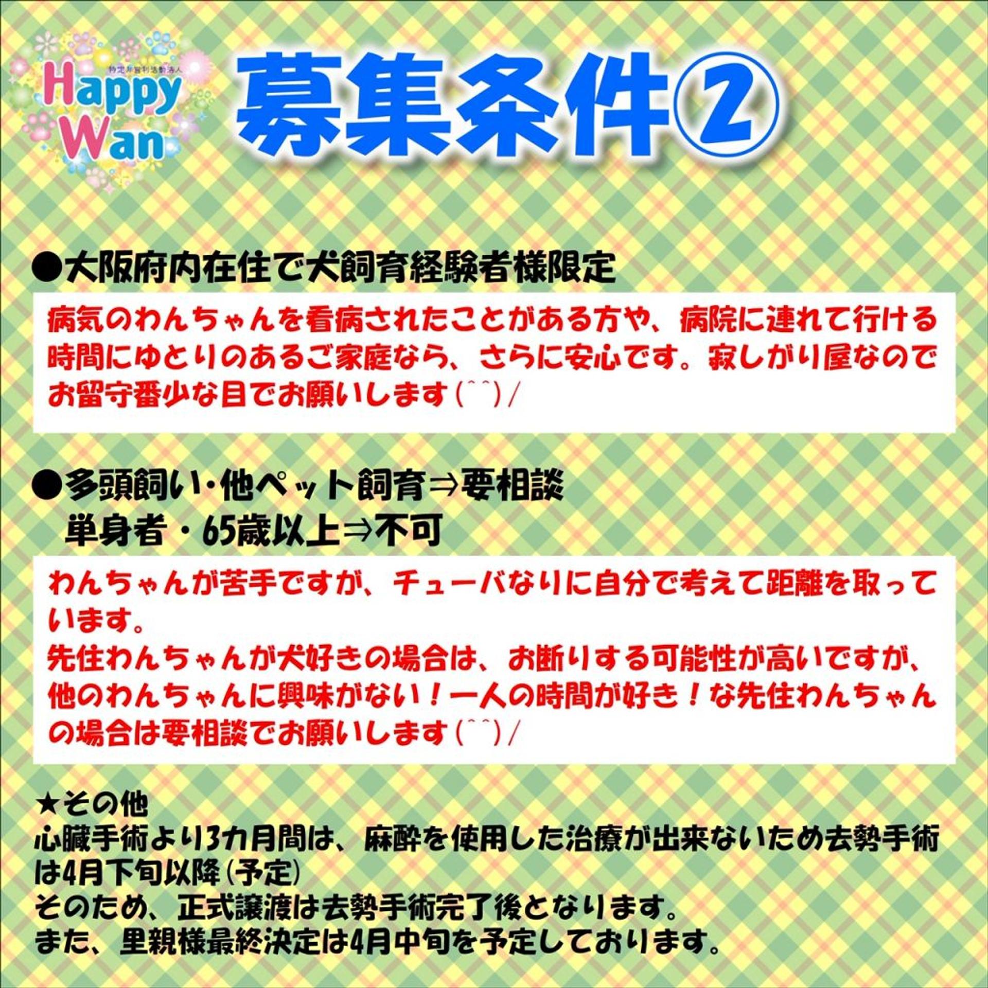 pet-image-10