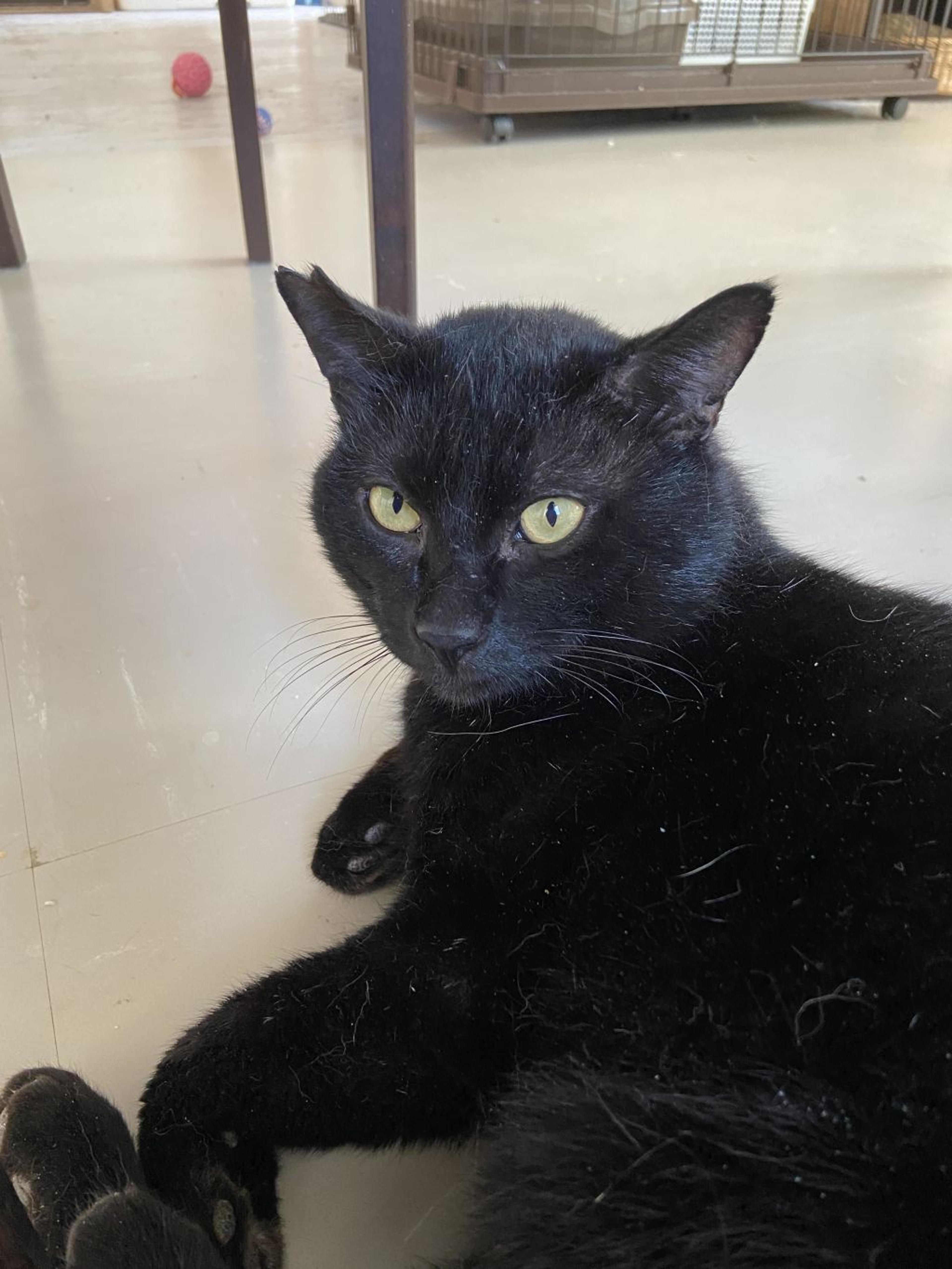 pet-image-2