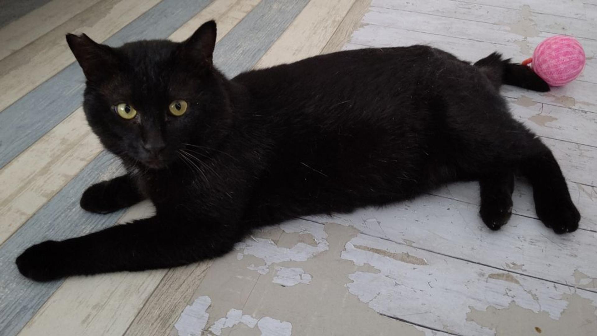 pet-image-3