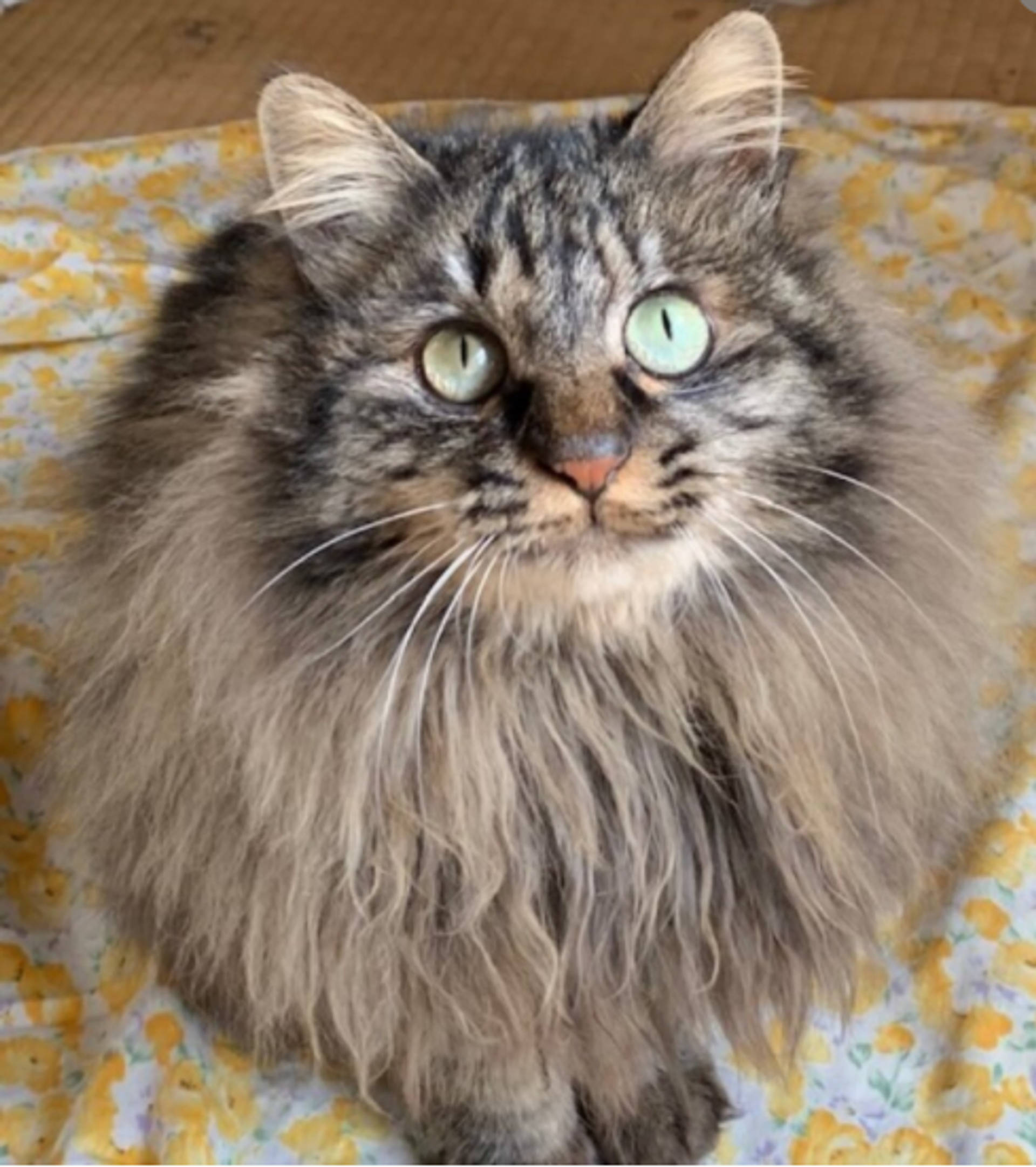 雑種（ミックス猫）・メスの里親募集の写真
