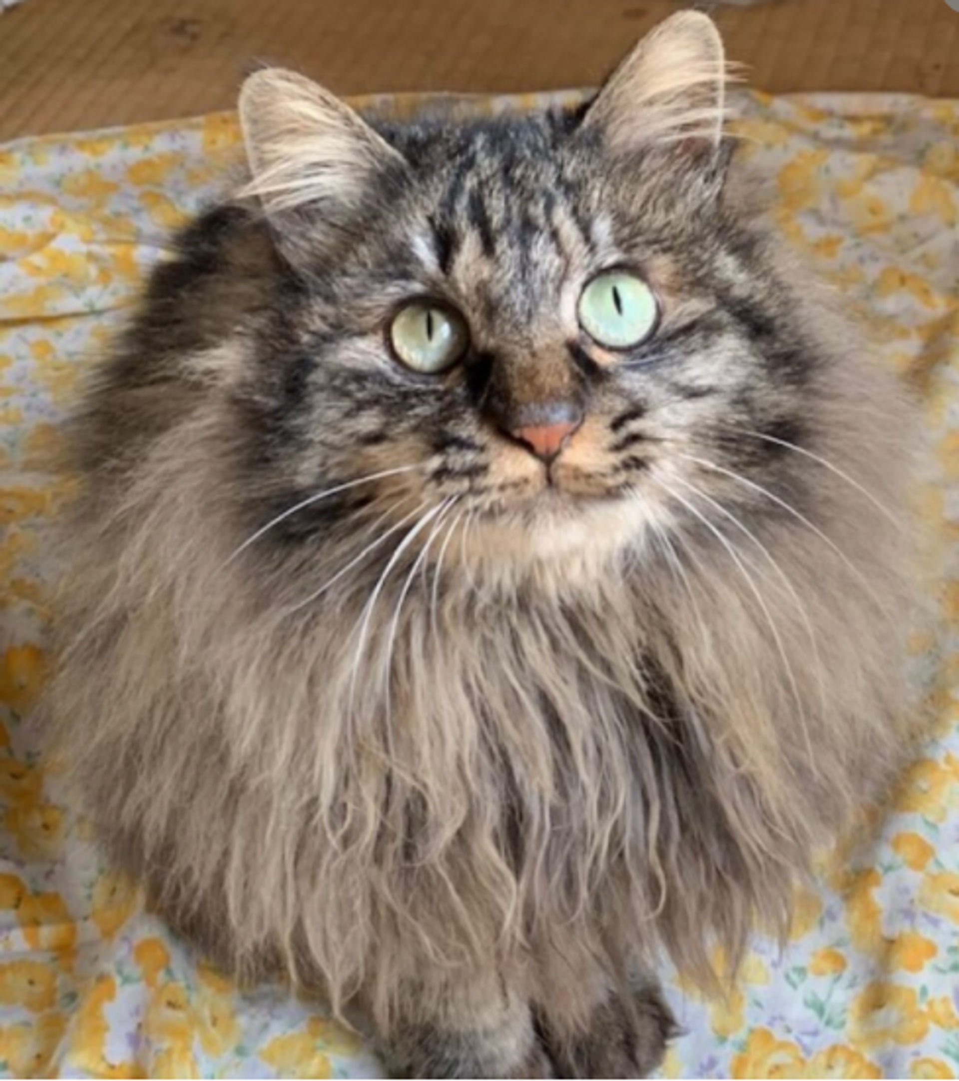 雑種（ミックス猫）・メスの里親募集の写真