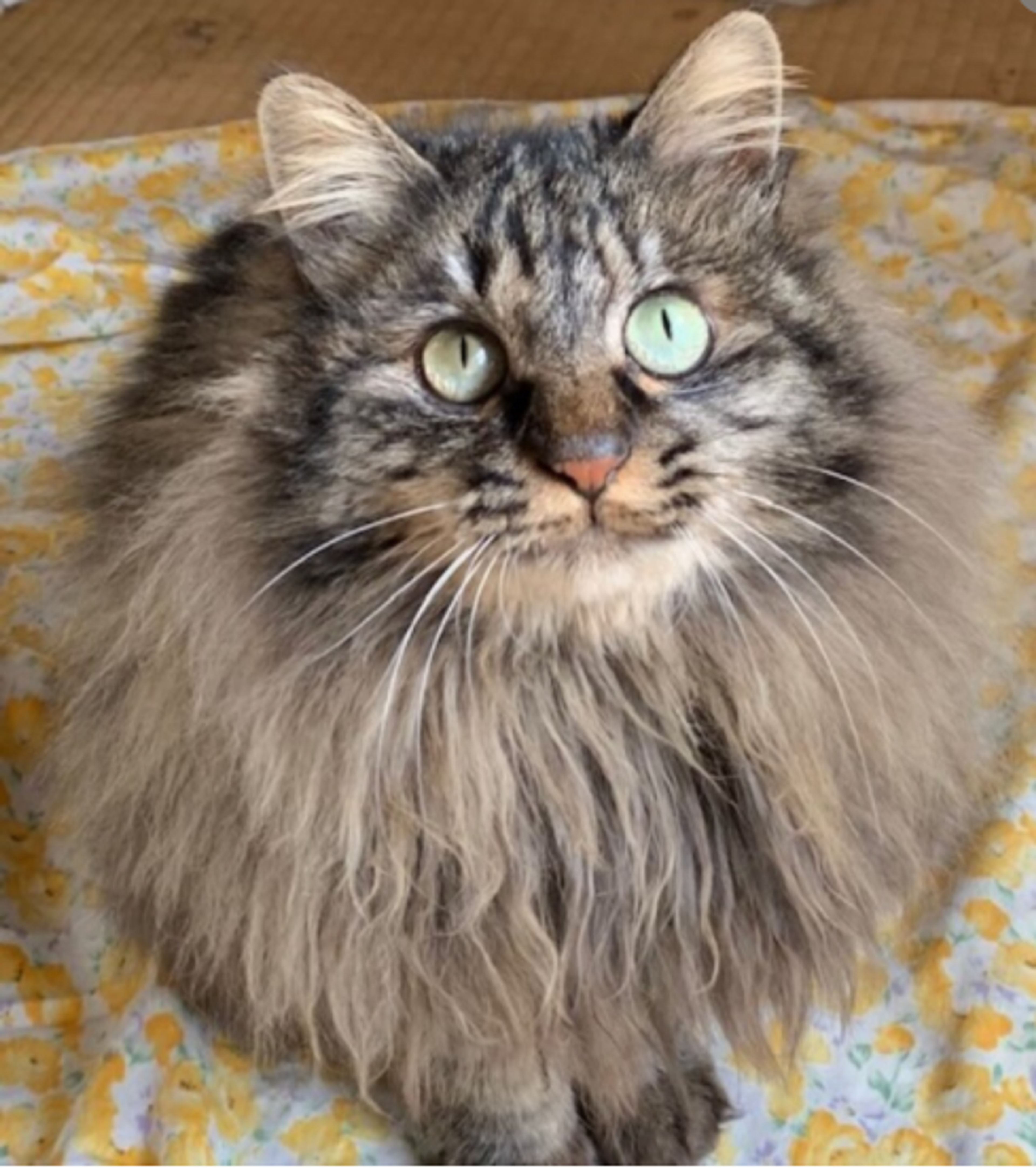 雑種（ミックス猫）・メスの里親募集の写真
