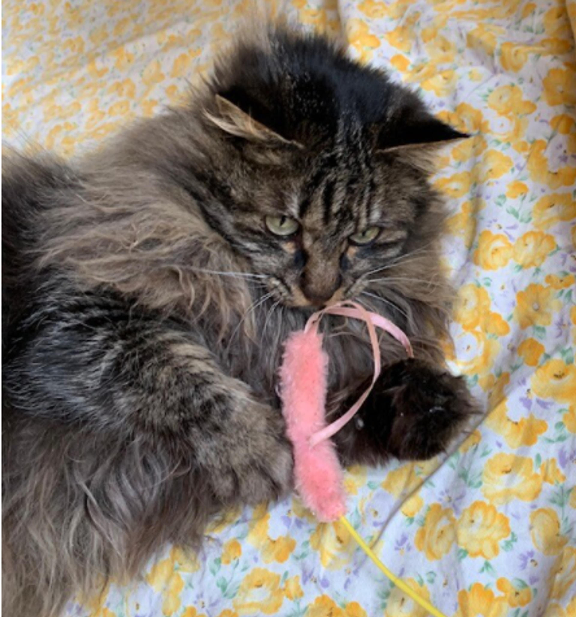 pet-image-2