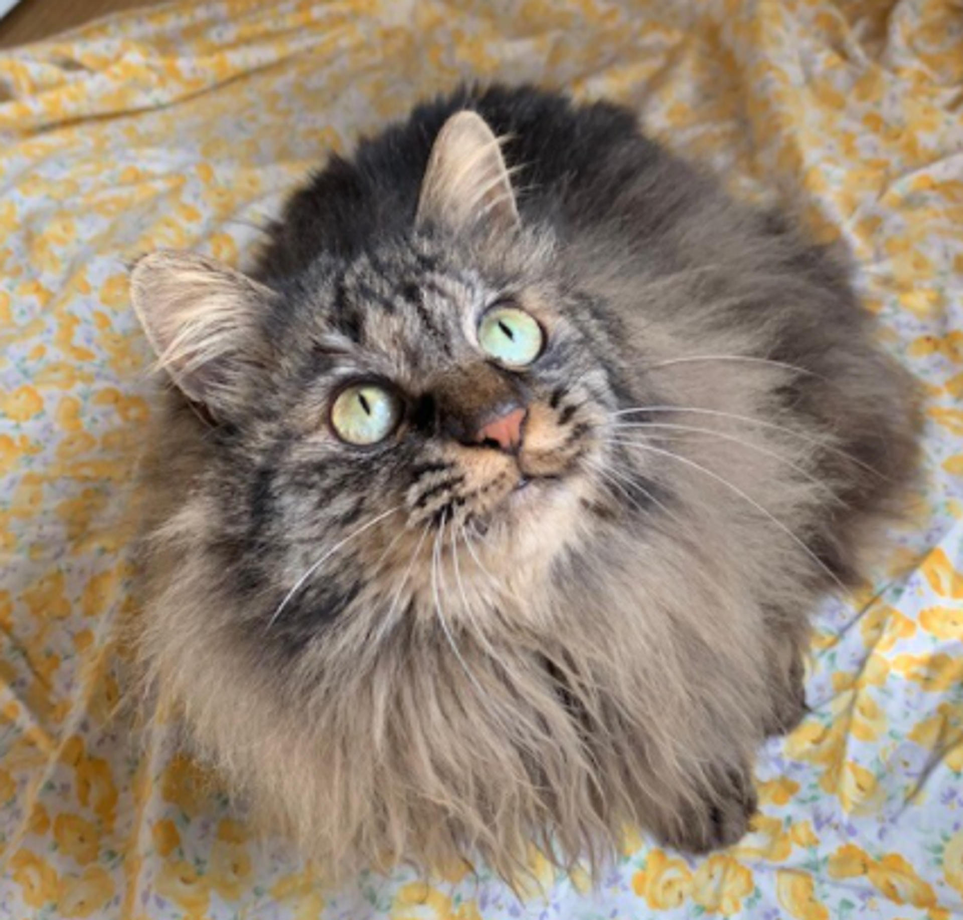 pet-image-3