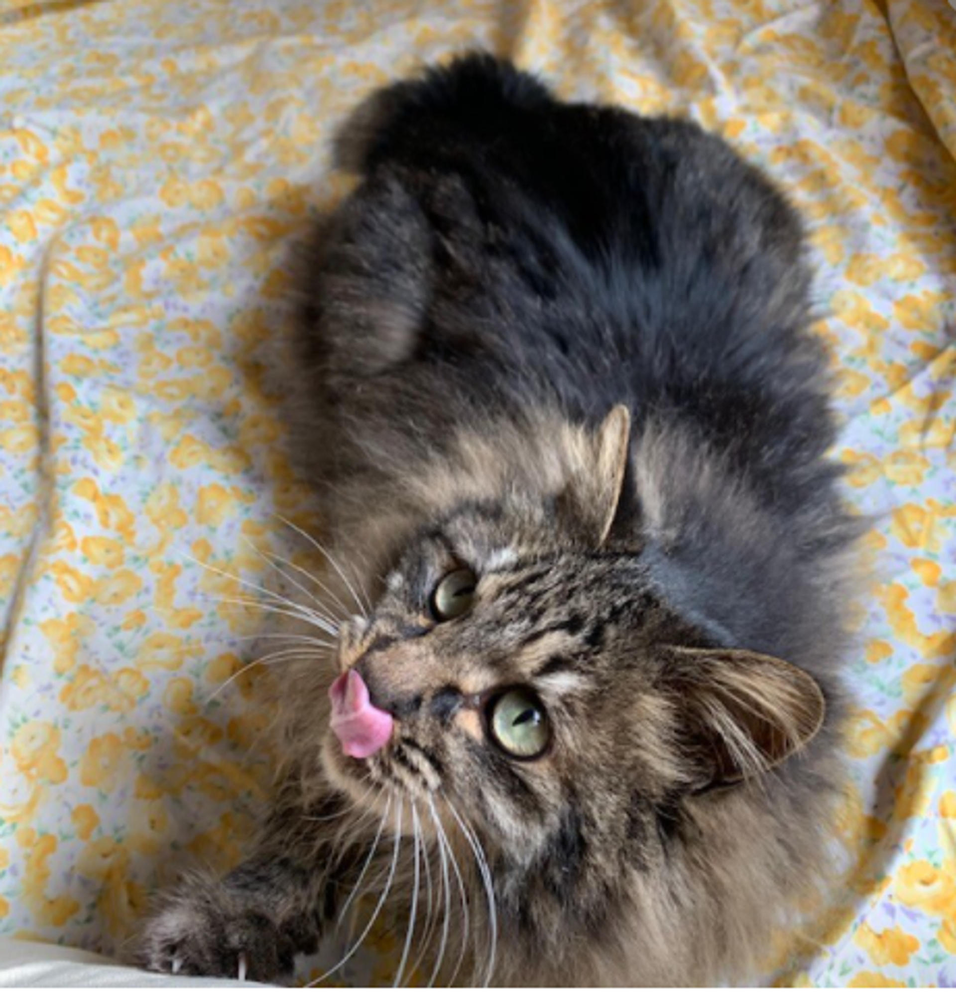 pet-image-4